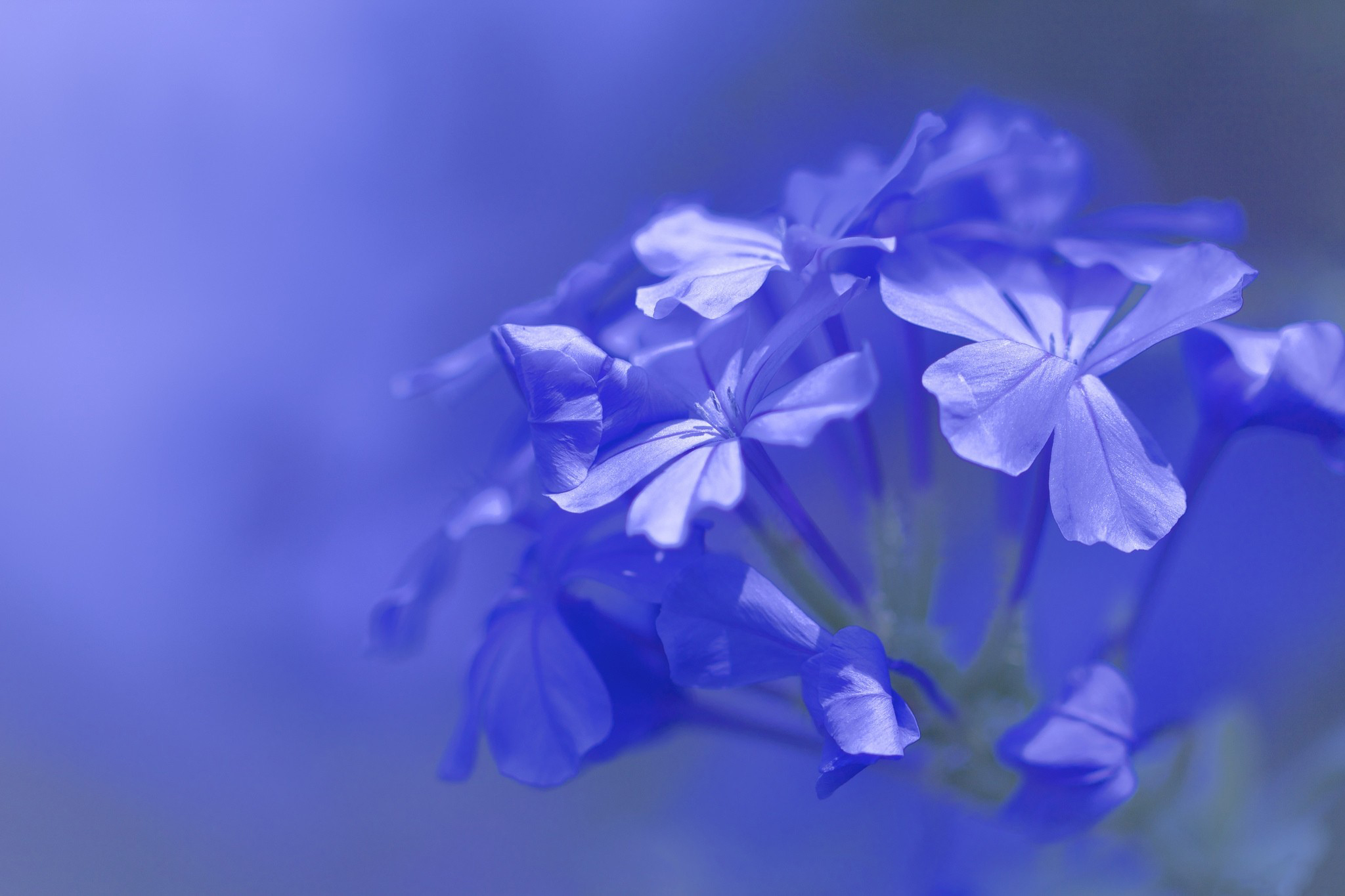 Голубая синь. Синие цветы. Сиренево голубой. Лилово голубой. Цветы голубые сиреневые.