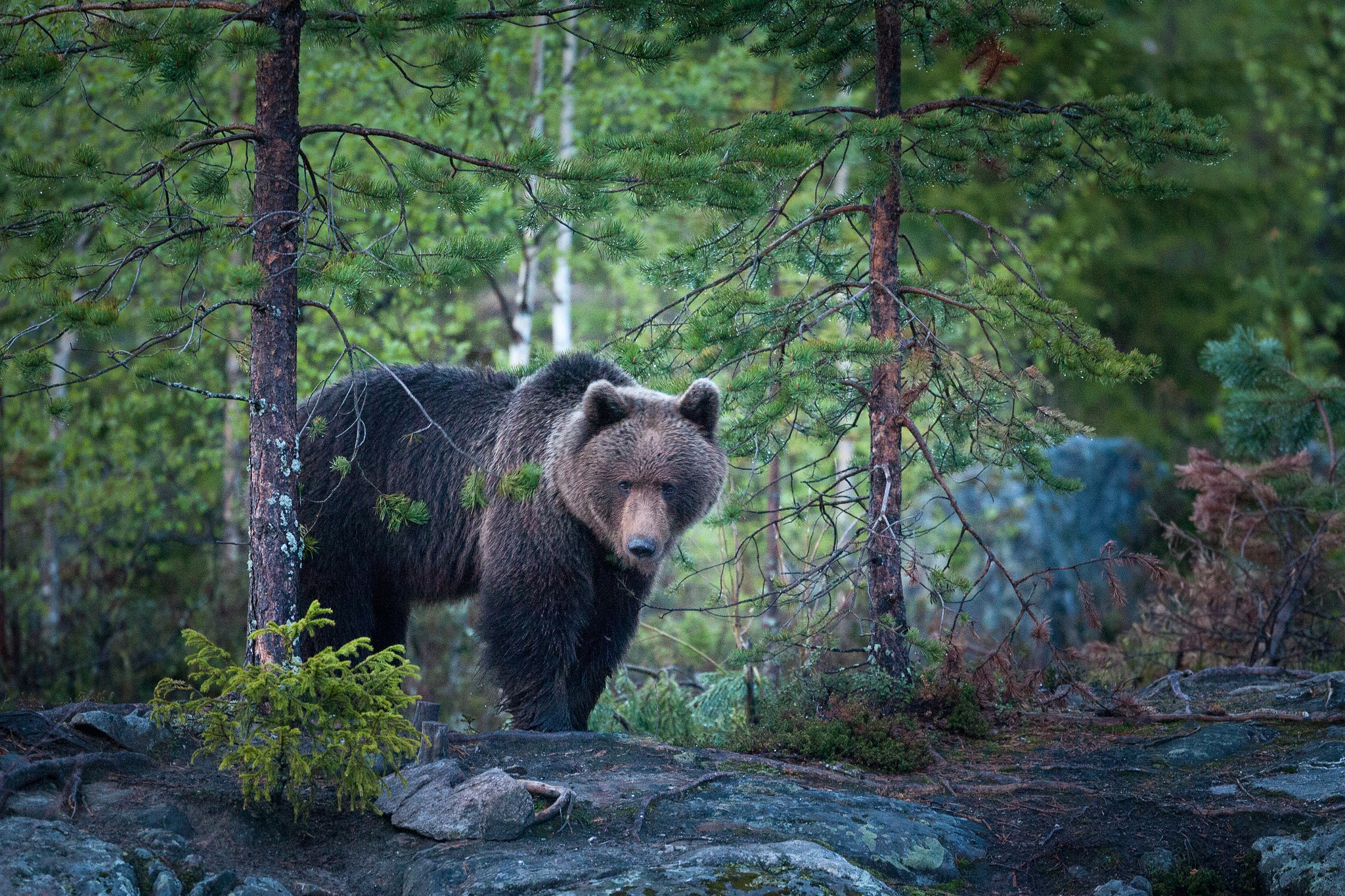 Животные зоны хвойных лесов. Таежный бурый медведь. Сибирский бурый медведь. Бурый медведь в тайге. Бурый медведь во Владимирской области.