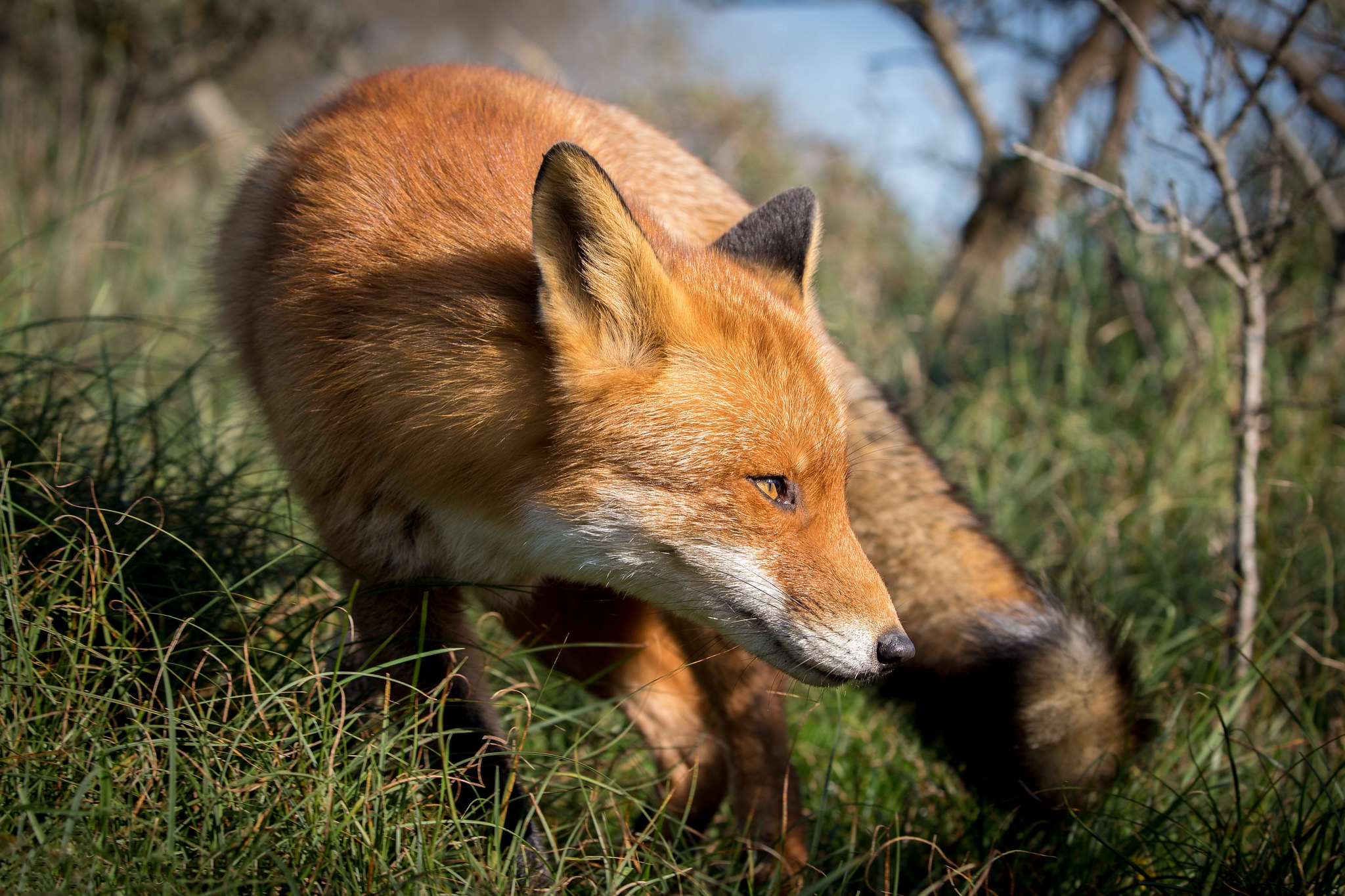 Рыжая лисица песня. Лиса рыжая коса. Лиса весной. Fuchs лиса. Рыжая корейская лиса.