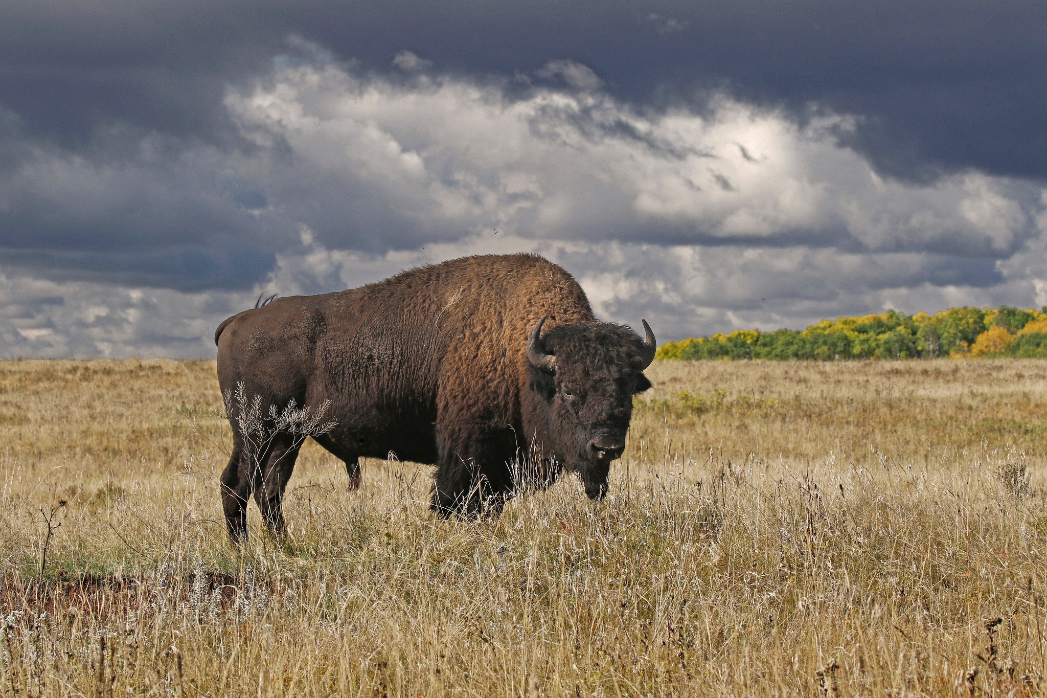 Бизон картинка. Американский Степной Бизон. Бизоны в Северной Америке. Канадский Лесной Бизон. Bison Bison Bison).