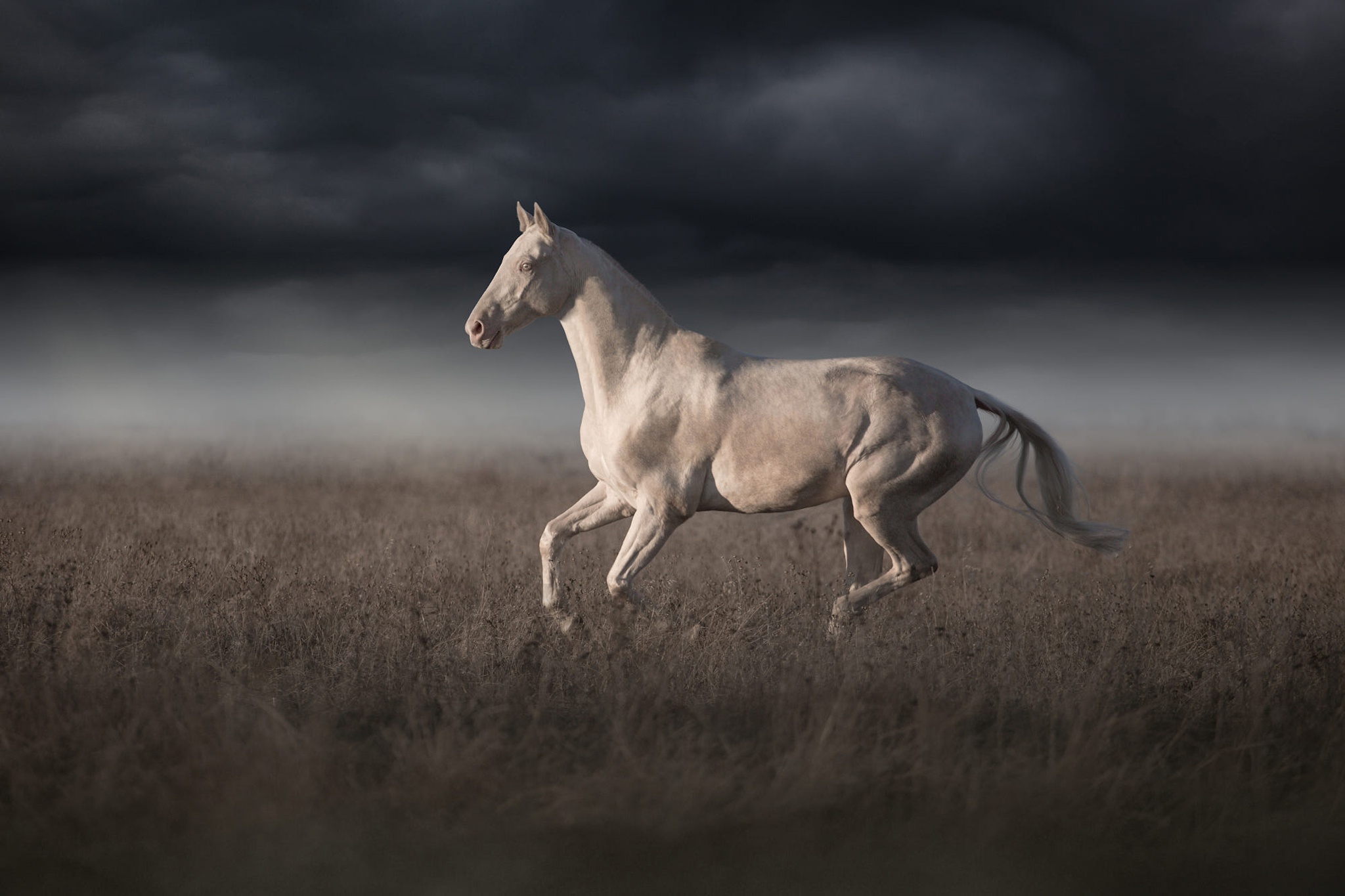 На сером коне. Ахалтекинская Изабелловая. Бегущий скакун ахалтекинец. Ахалтекинская лошадь Эстетика. Ахалтекинская лошадь белая.