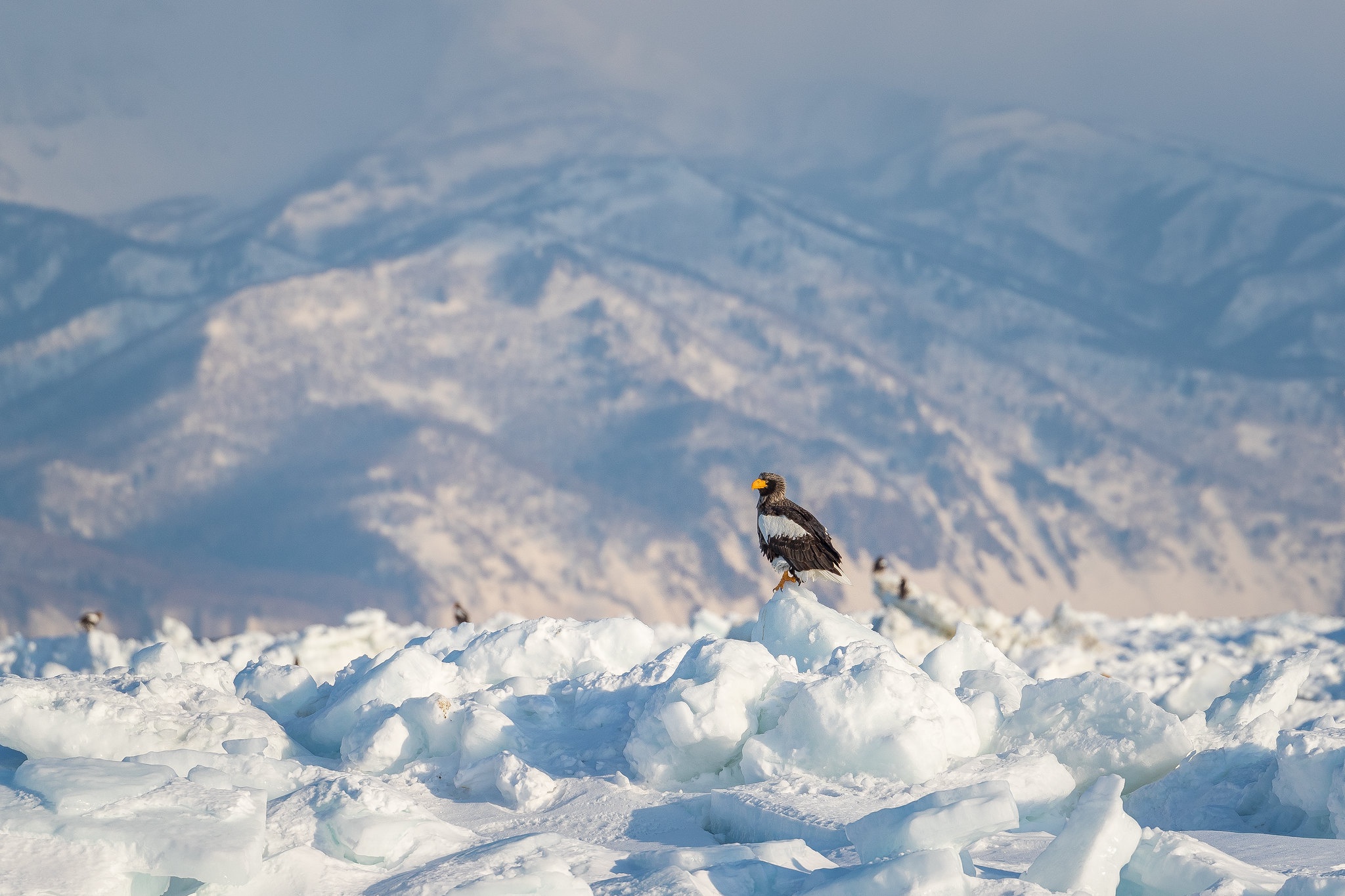 Ts Bird Mountain