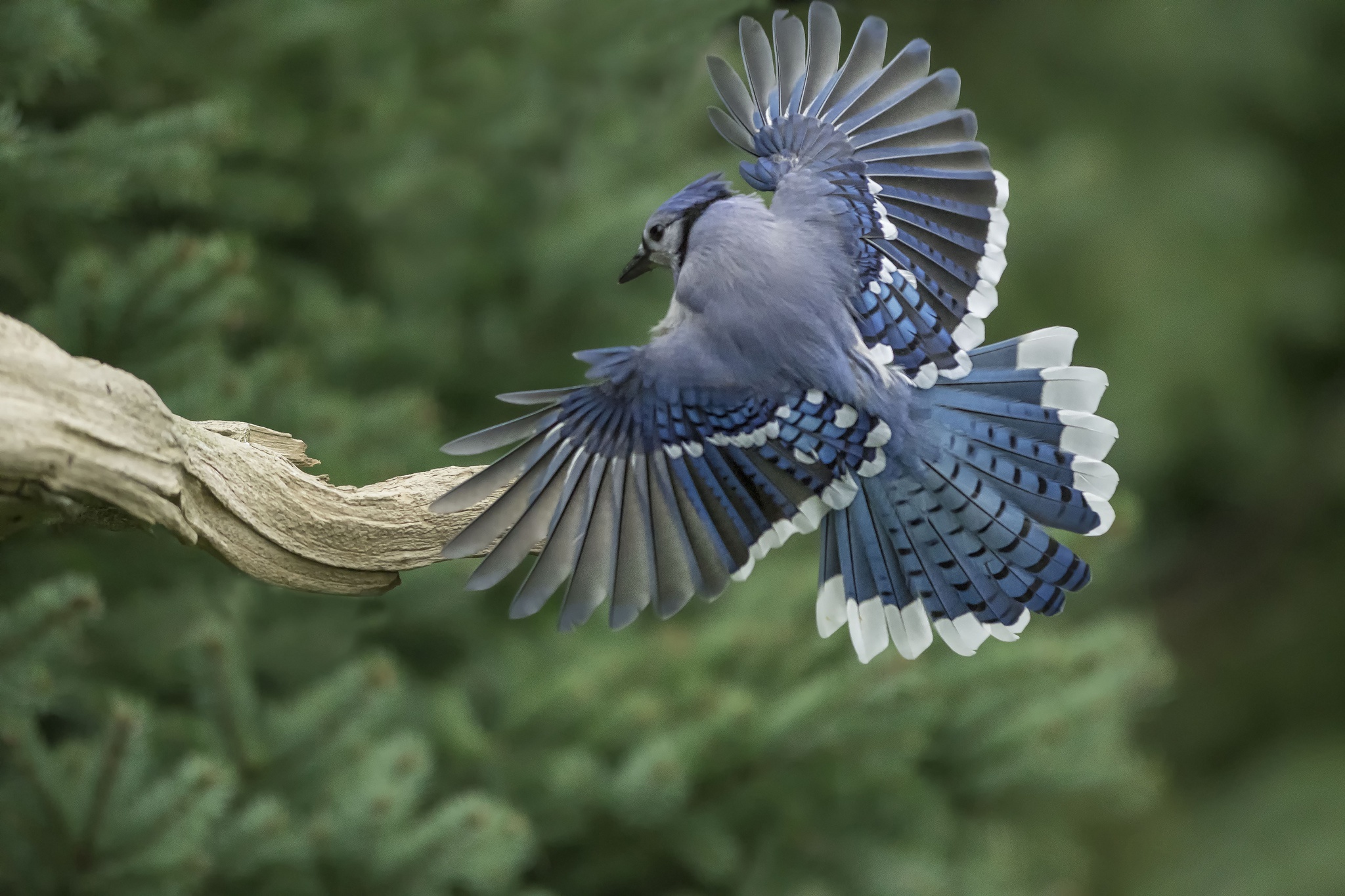 Какая птица имеет хвост. Голубая Сойка хвост. «Голубые сойки». Голубая Сойка Крылья. Голубая Сойка полет.
