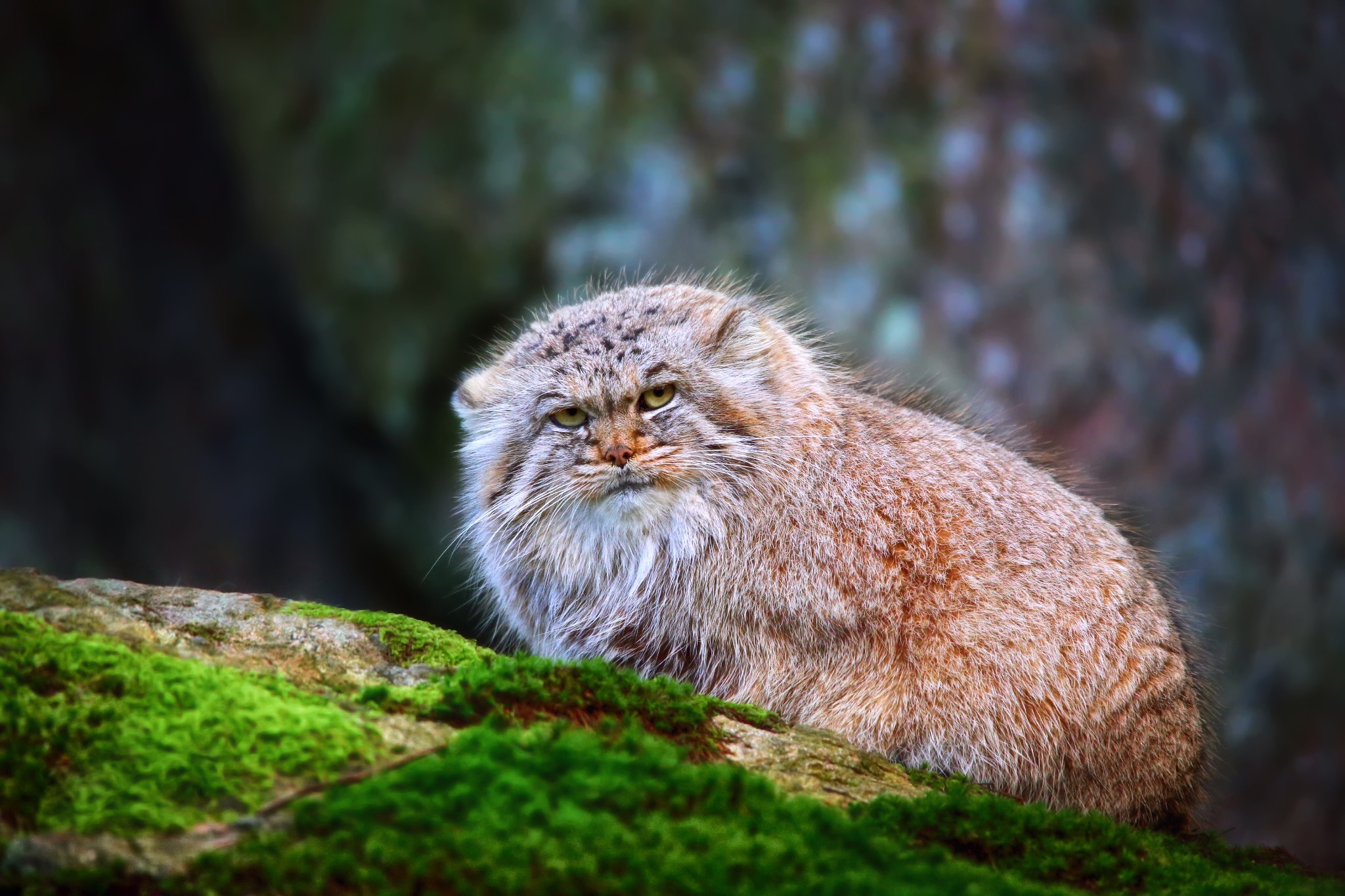 Дикий кот манул. Манул (палласов кот). Лесной кот Манул. Тибетский Манул. Кот Манул фото.