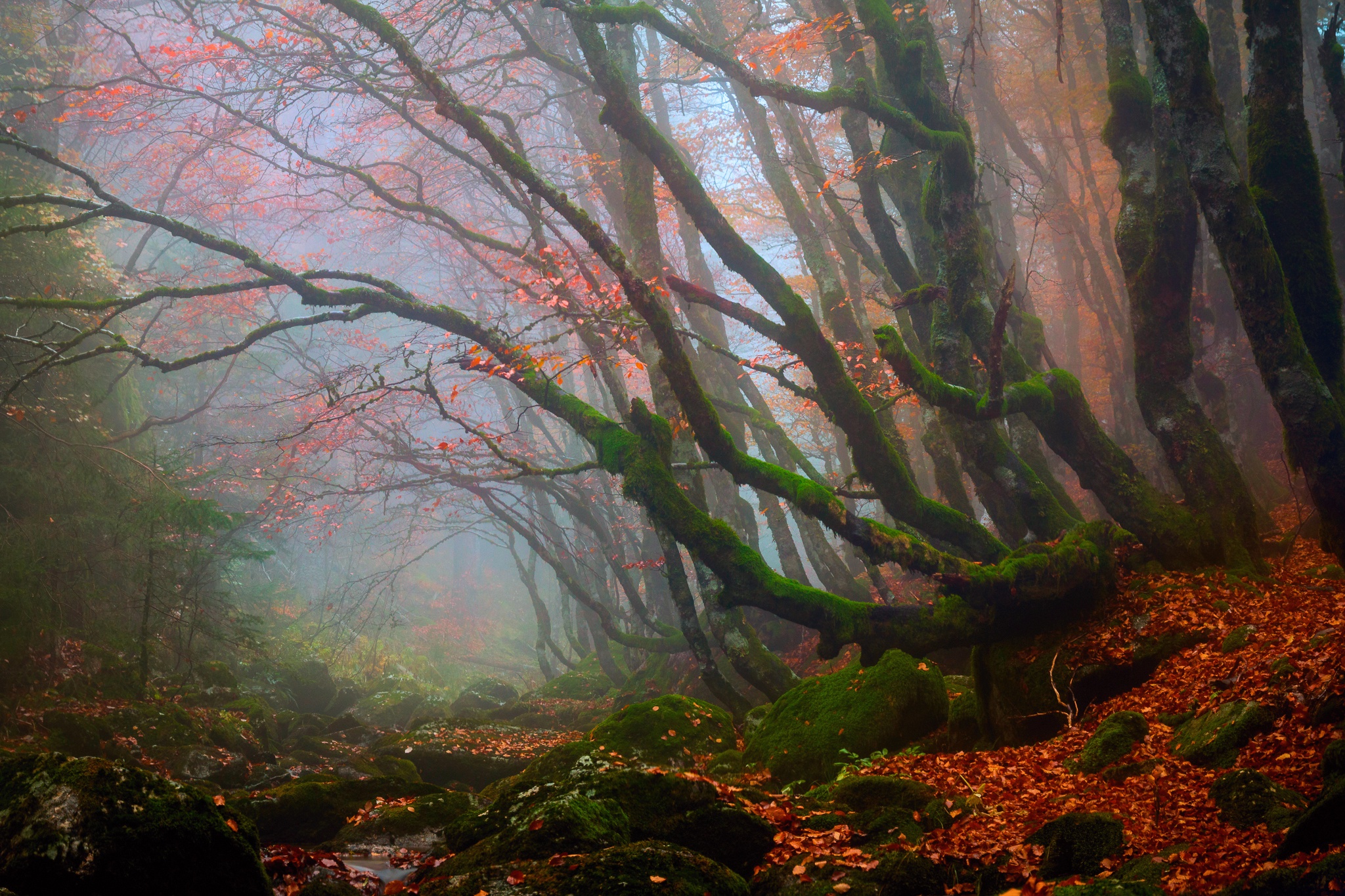 Зеленая дымка на деревьях. Фотообои деревья в дымке. Мох а осеннем лесу туман высокое качество. Скинали листва в тумане. Осенний лес в Китае в дымке фото.