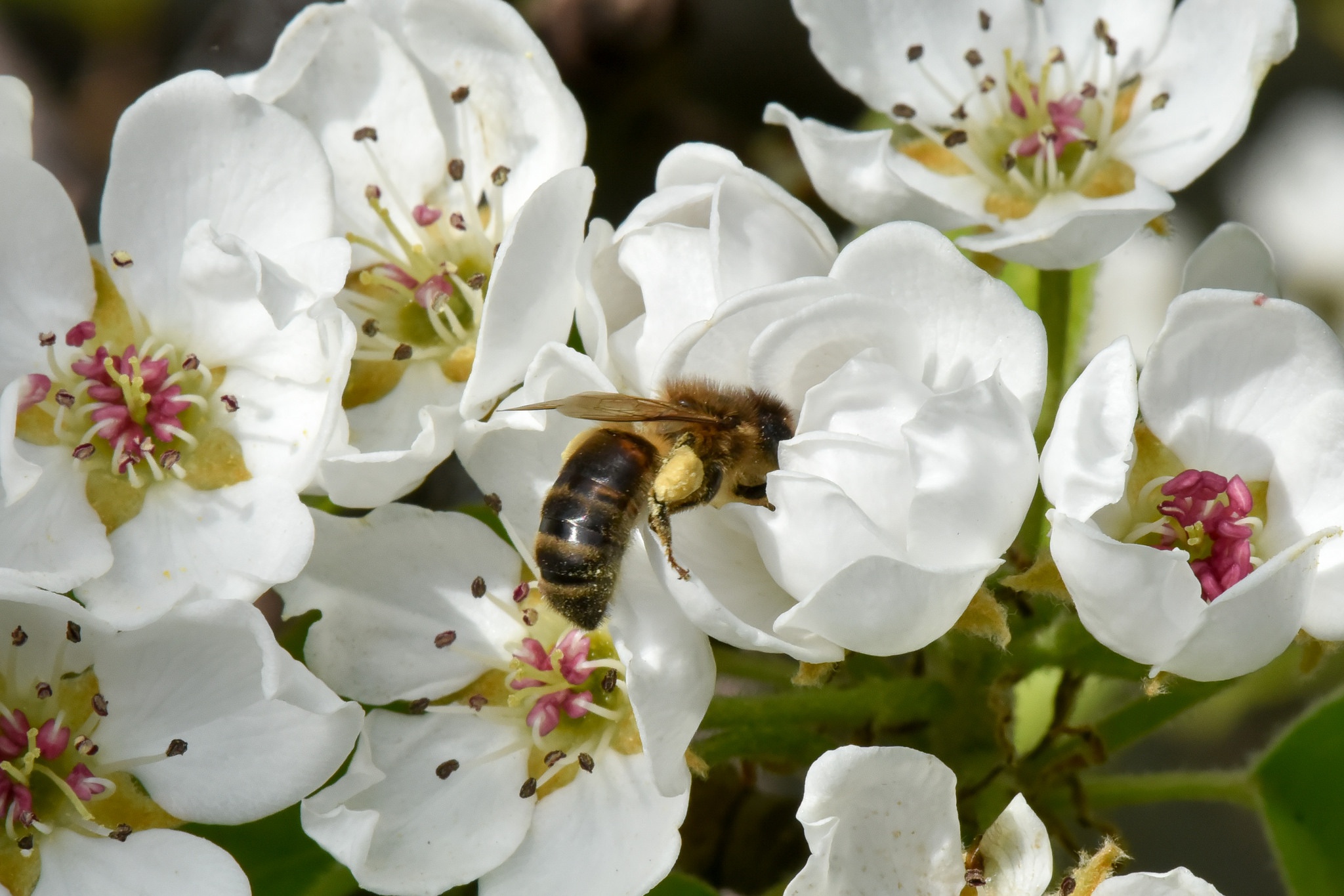 Время нектара. Пчела на яблоне. Цветущие деревья, пчёлы. Пчела на Липе. Пчела на цветущей вишне.