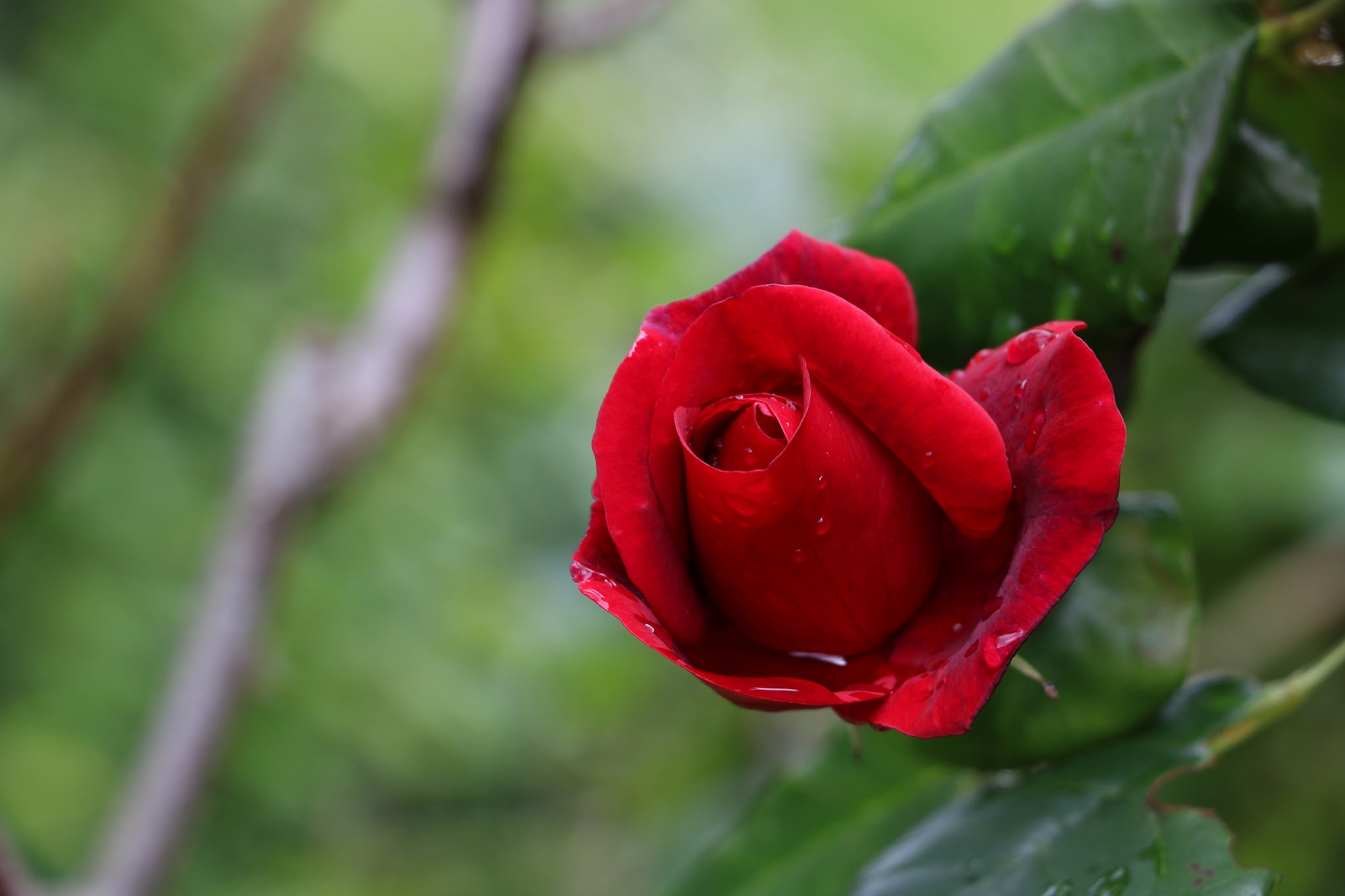 Красные бутоны телеграм. Бутон красной розы. Бутон розы "Red" (Extra). Бутон розы "Red" (Medium).
