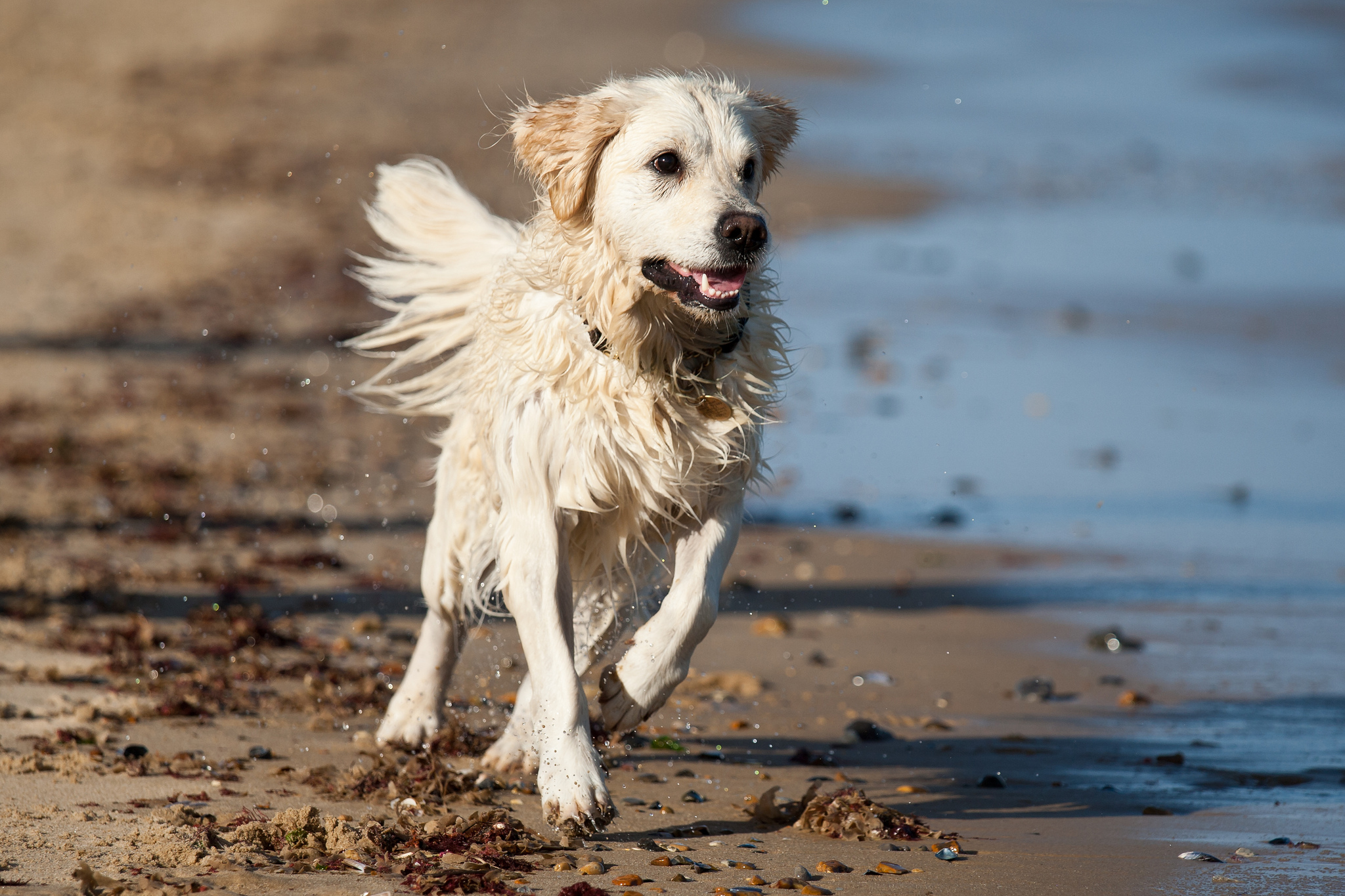 Dog is running