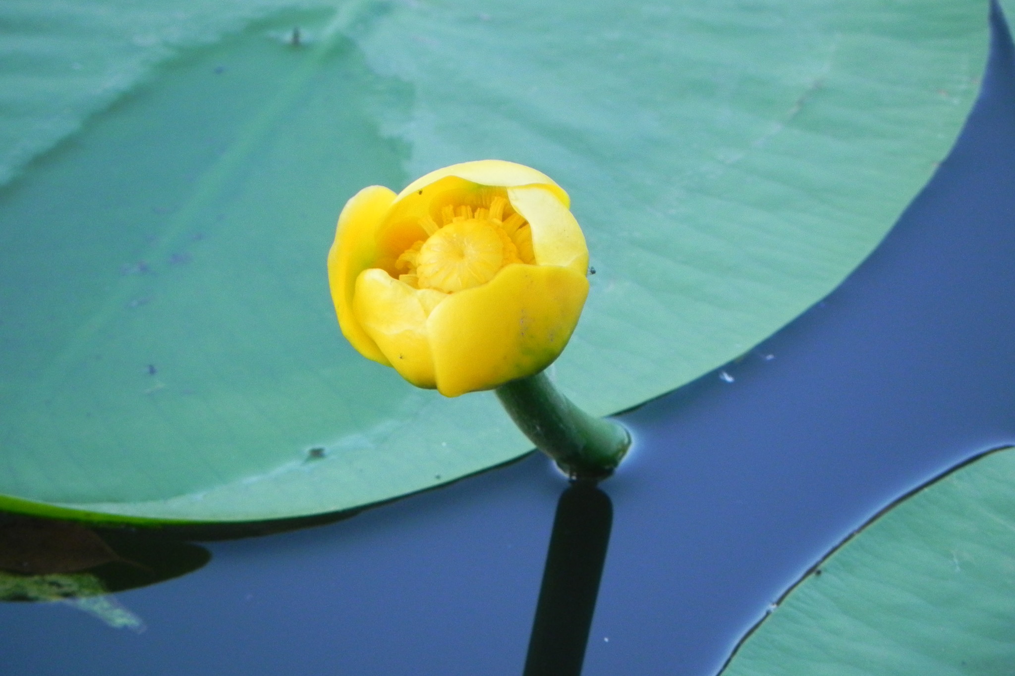 Желтая кувшинка на воде. Лотос кувшинка кубышка. Кувшинка желтая кубышка. Желтая кубышка Озёрная. Кубышка жёлтая водные растения.