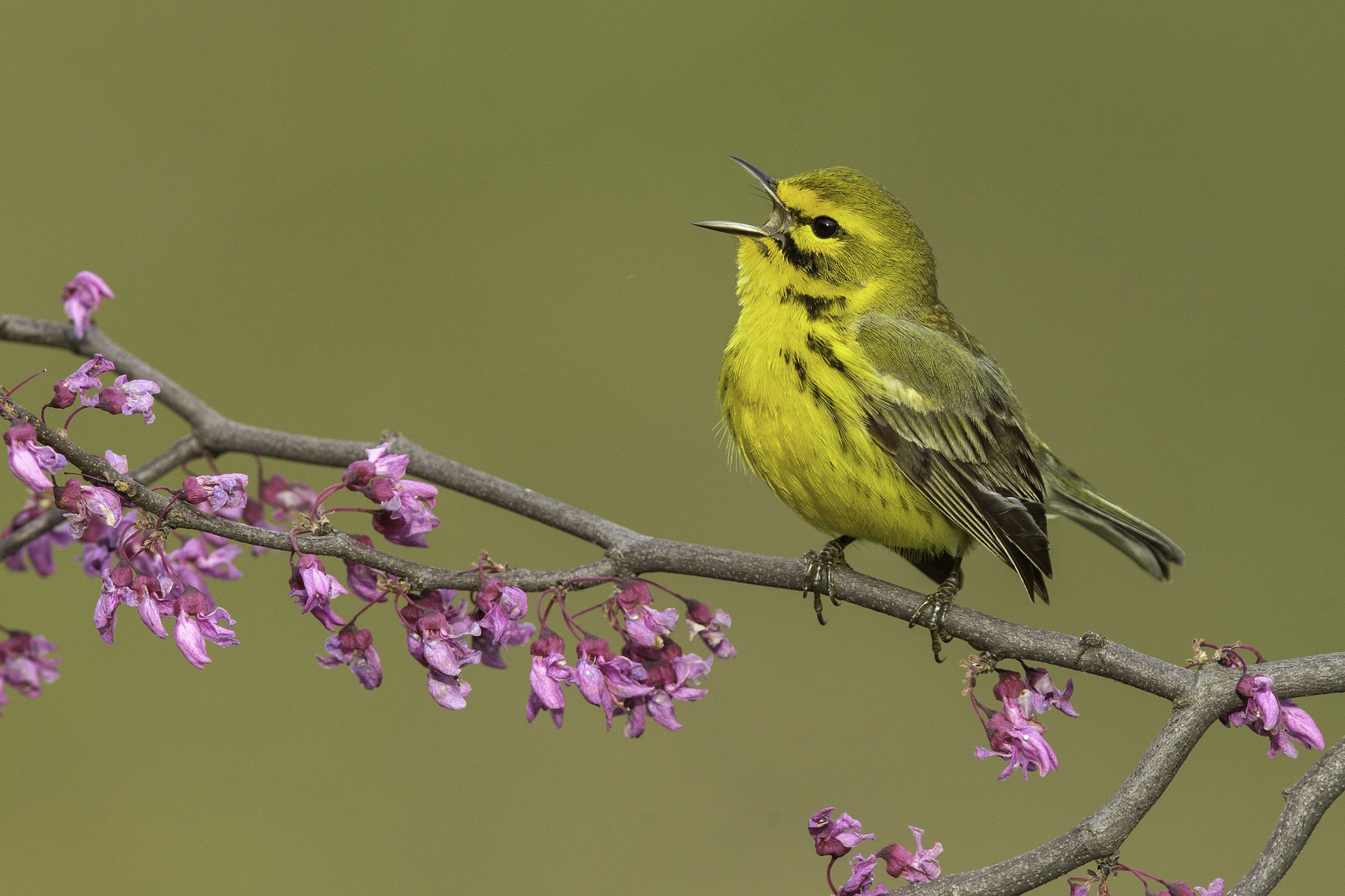 Летнее пение птиц. Желтенькая певчая птица. Птицы весной. Желтая птица.
