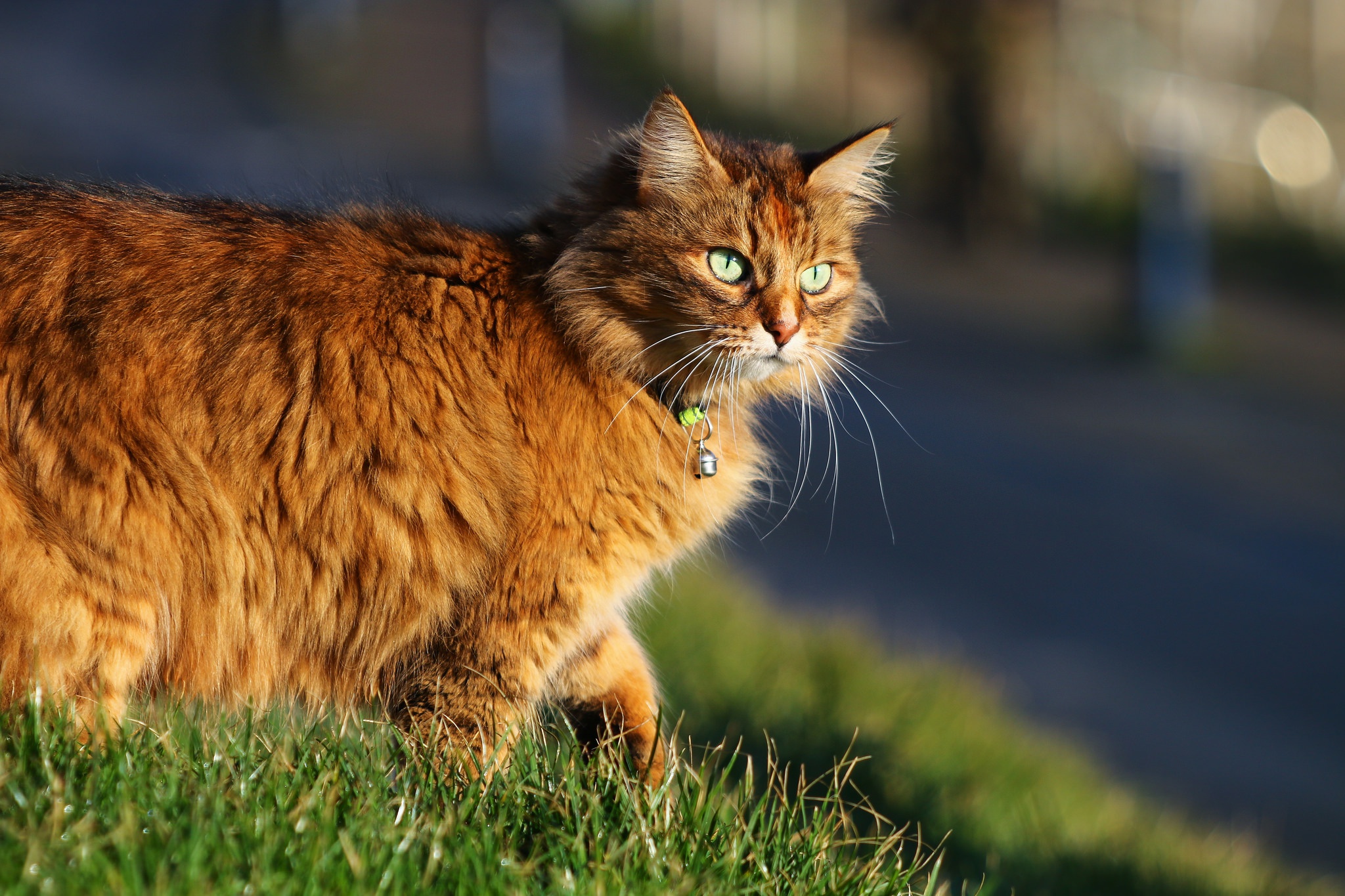 Порода кошек с рыжей шерстью. Рыжий длинношерстный Сибирский кот. Сибирская кошка рыжая короткошерстная. Кот пушистый рыжий. Рыжая пушистая кошка.