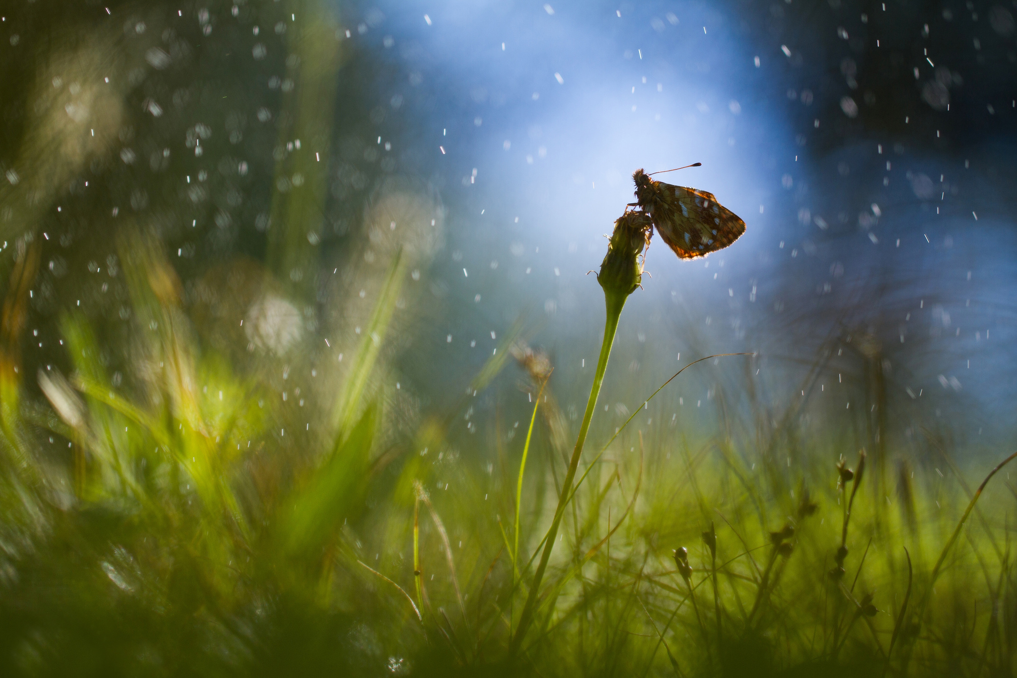 Хижина утренней росы хср. Летний дождик. Природа дождь. Роса на траве. Бабочка на травинке.