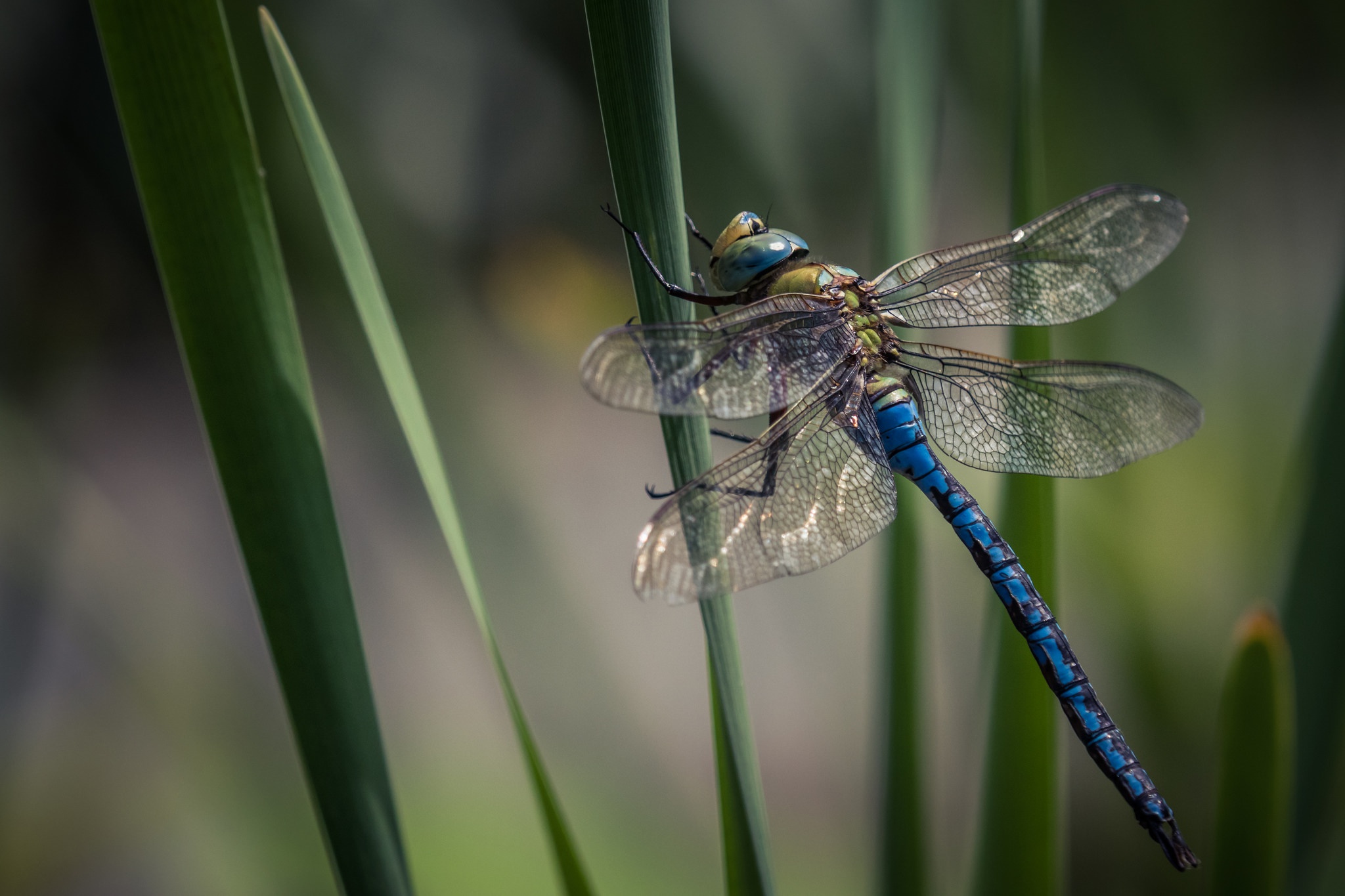 Обои стрекоза, насекомое, dragonfly на телефон и рабочий стол, раздел  макро, разрешение 2048x1365 - скачать