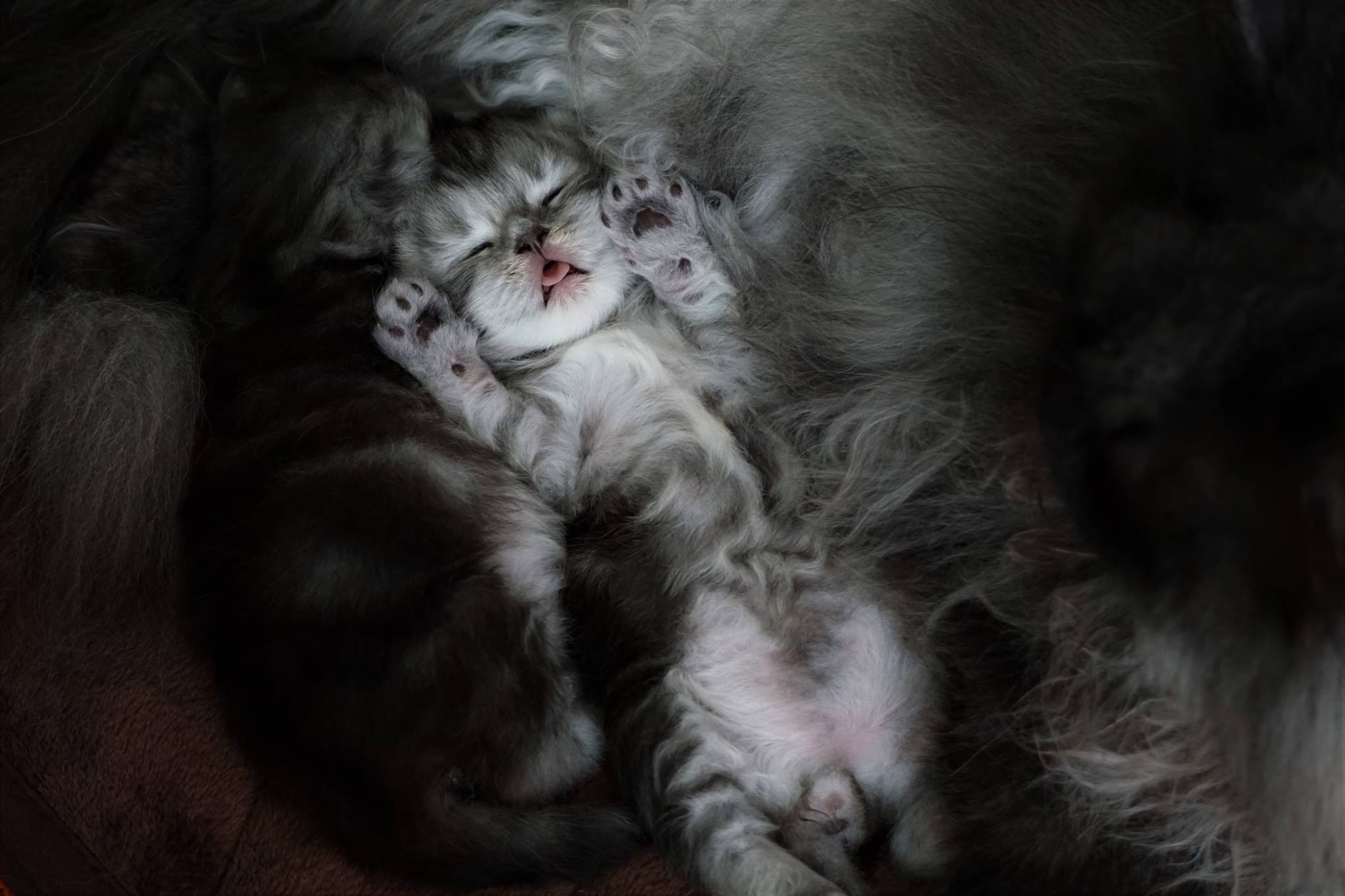 Котенок спит