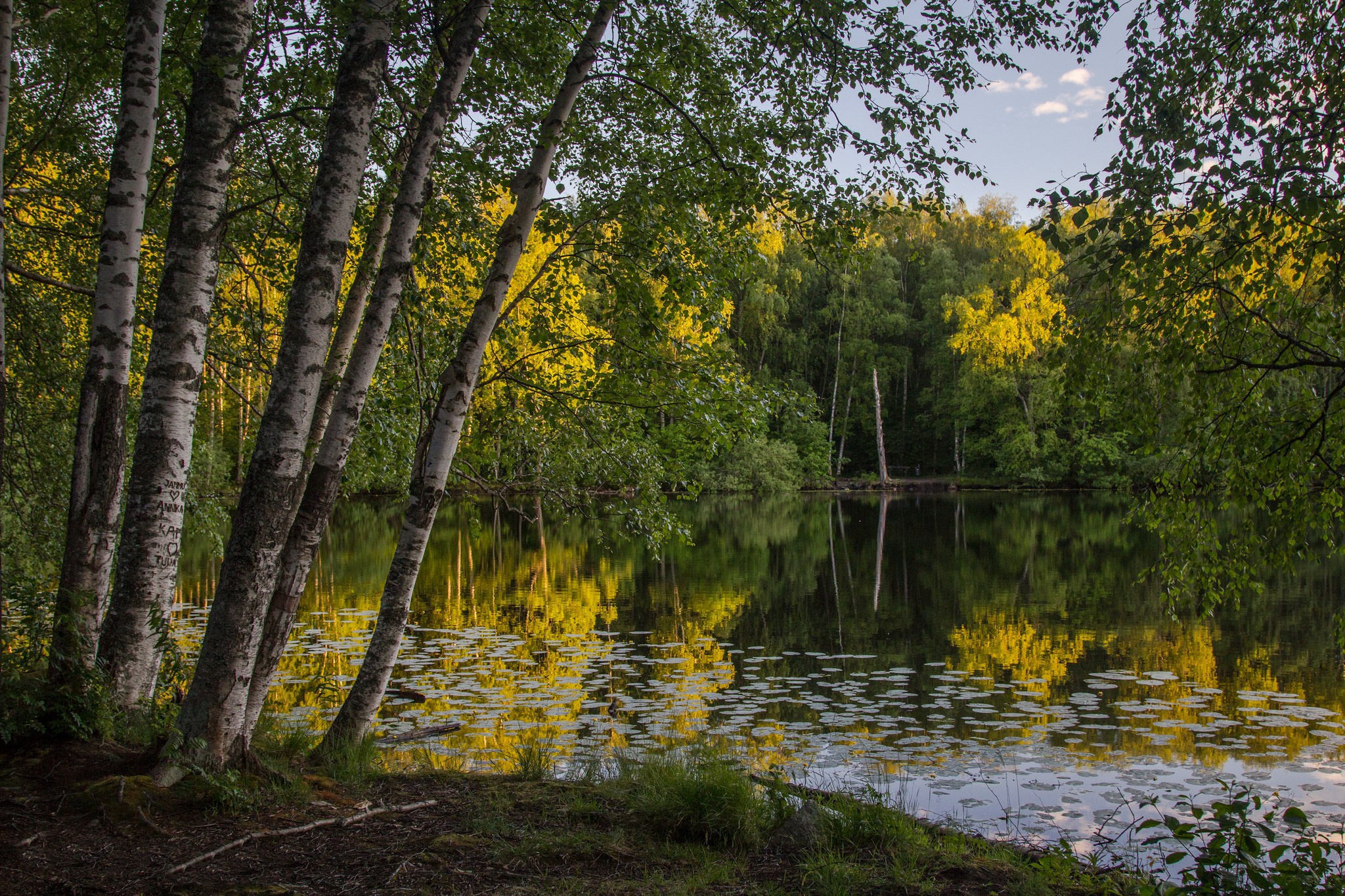 На берегу лесного озера растет калина. Лето природа река озеро лес береза. Красивая природа Новосибирска. Березы у пруда 1920х1080. Россия природа береза речка.