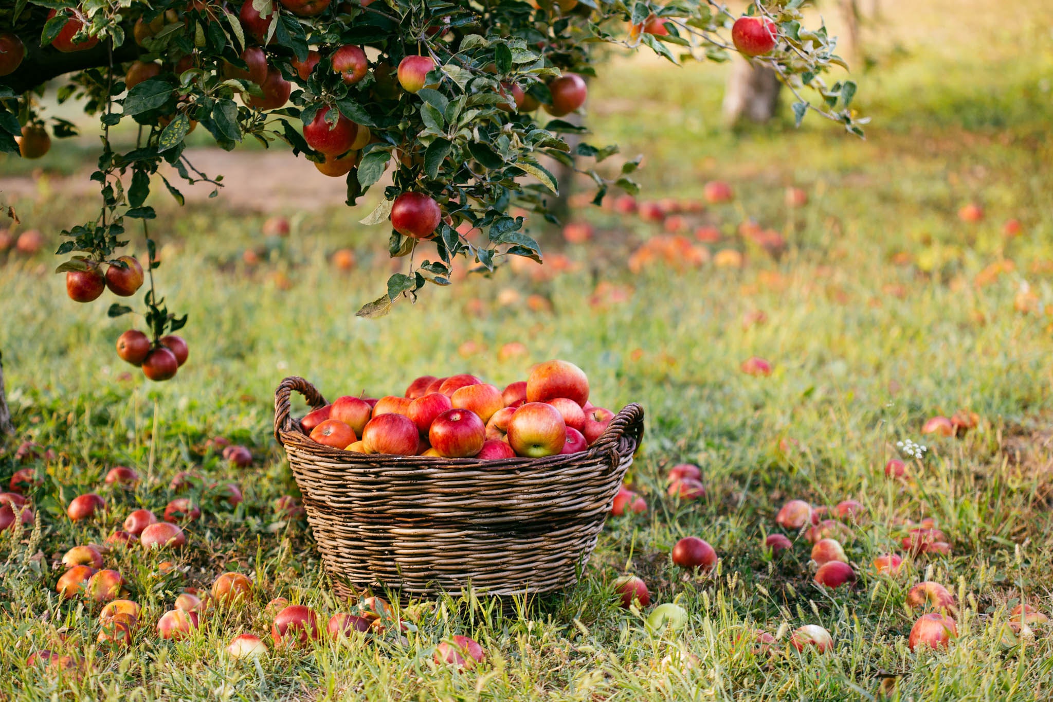 яблоки фото красивые на дереве