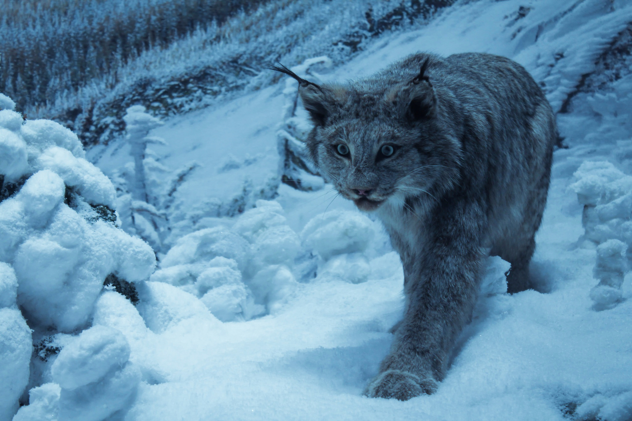 Рысь в снегу. Снежные кошки Дикие. Снежная Рысь. Рысь зимой. Дикий кот.