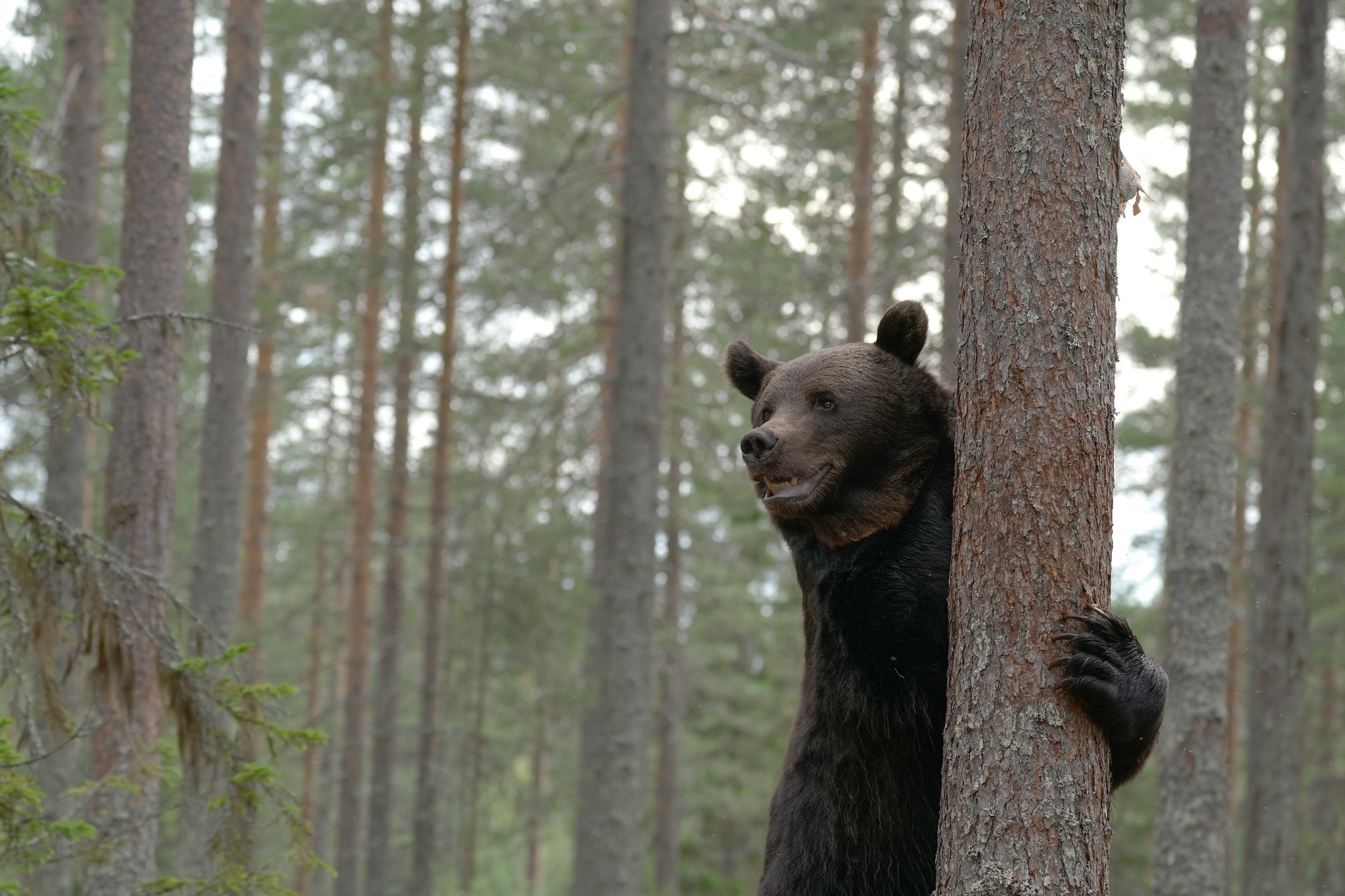 Tree bear