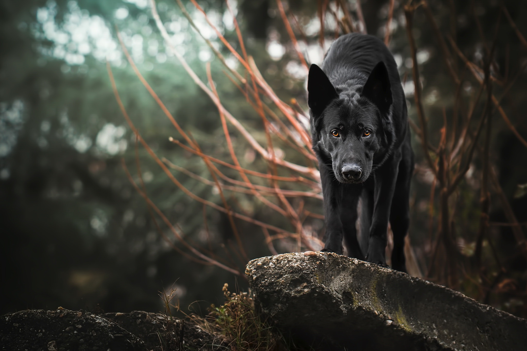 Черные псы это. Немецкая овчарка и чёрный волк. Немецкая овчарка черная. Черный Аляскинский волк. Чёрная немецкая овчарка в лесу.
