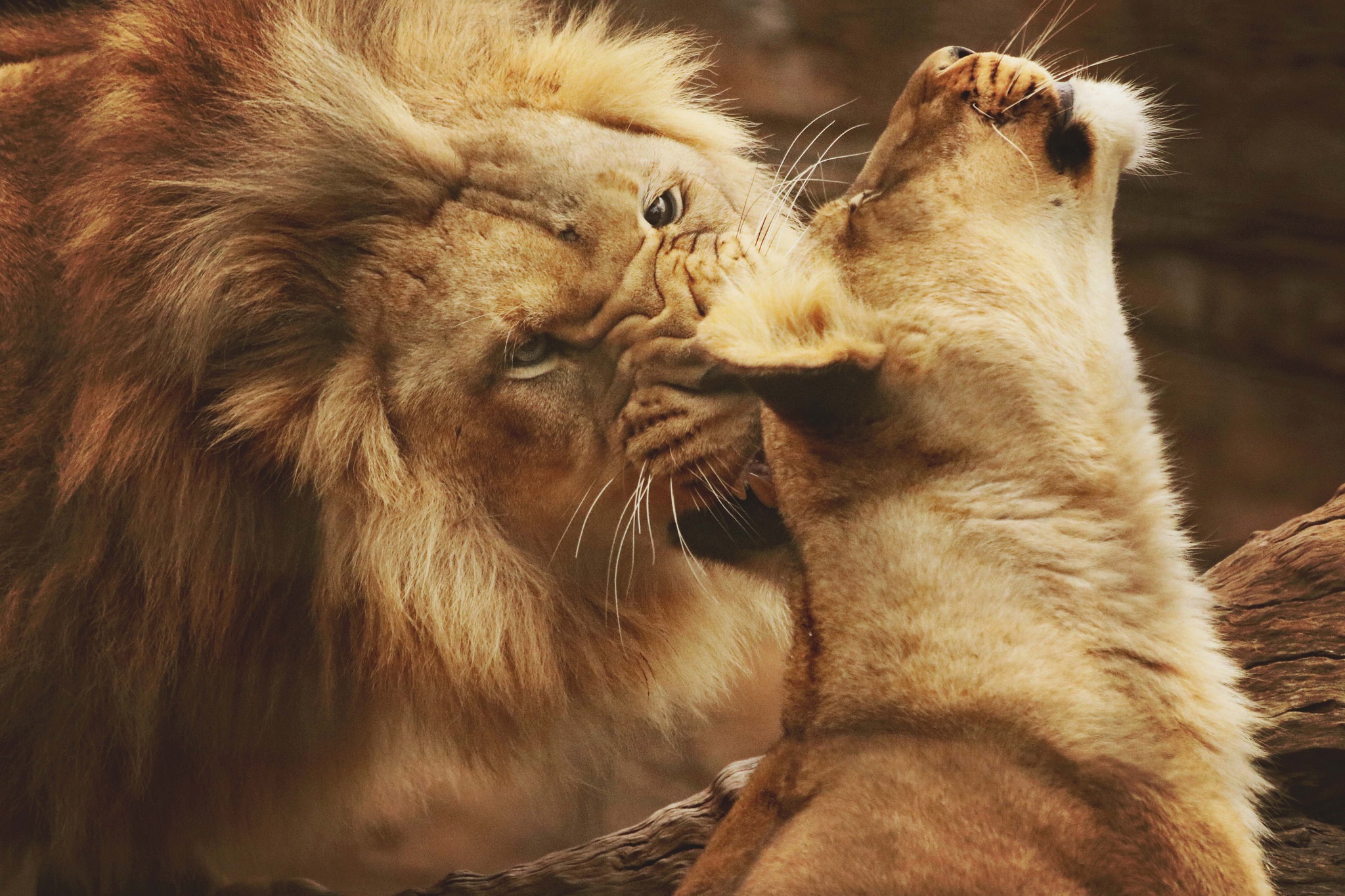 Любовный лев неделя. Лев и львица. Лев и львица любовь. Нежность животные. Лев.