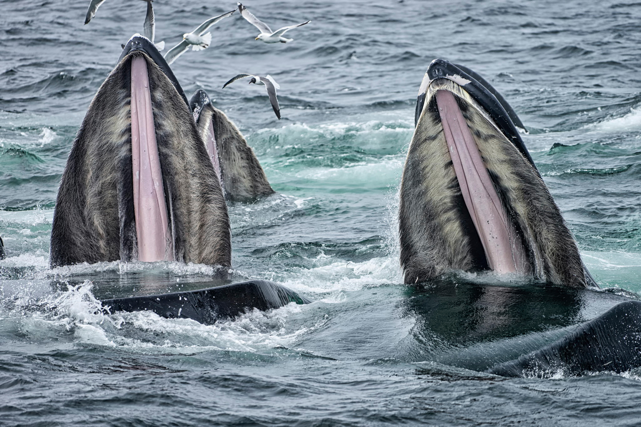 Ласты китообразных. Китовый ус синего кита. Усатый кит. Пасть китов. Пасть синего кита.