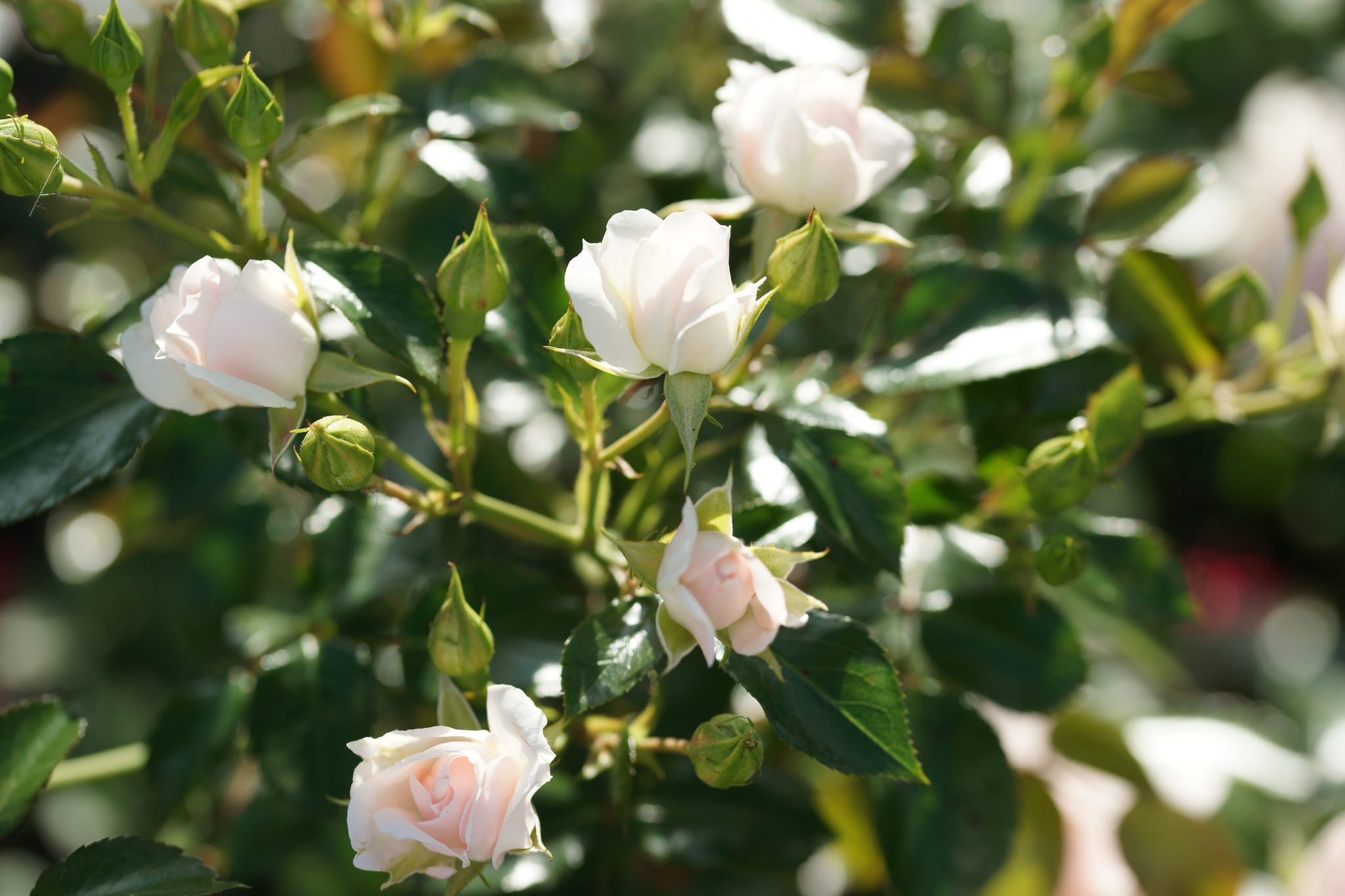 Песня розы отцвели. Листья розы. Розы бутоны цветение. Кусты роз обои. Rose leaves.