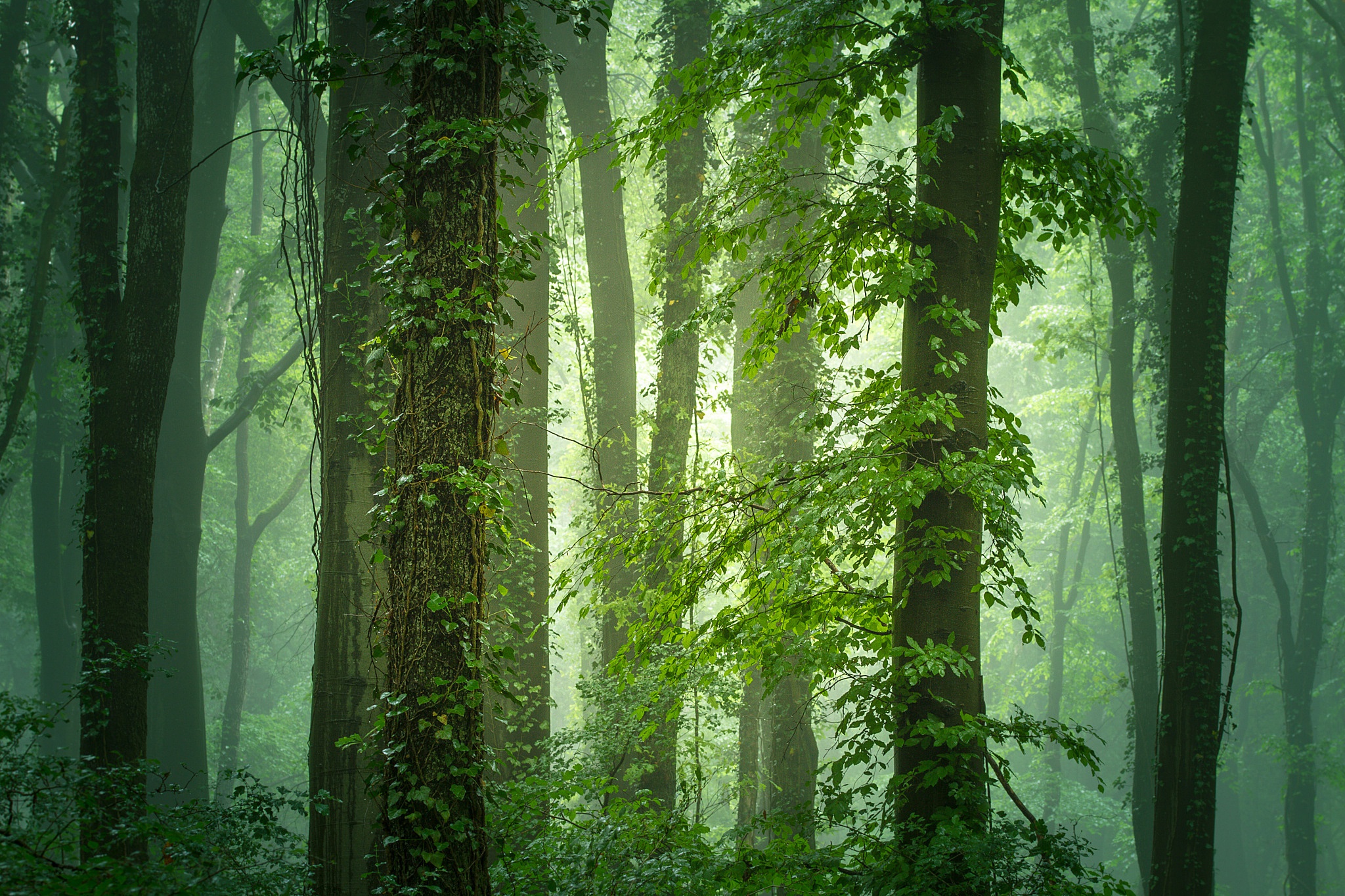 Green forest. Зелень леса. Могучий лес. Зеленый огромный лес. Лес зелень деревья.