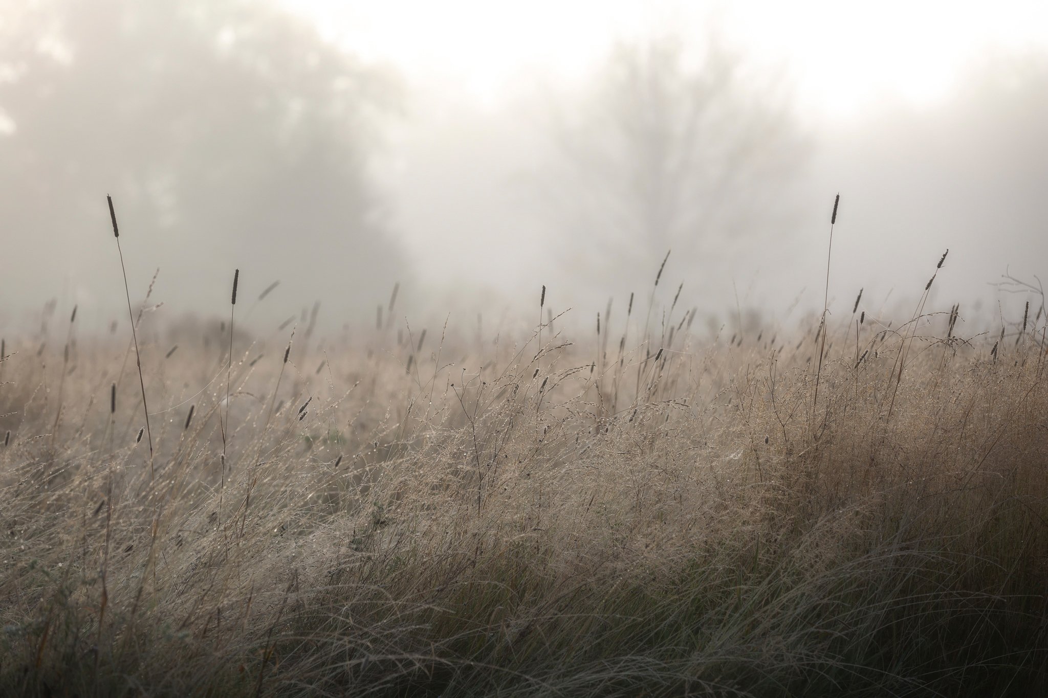 Вода ветер пыль. Поле в тумане. Туман в степи. Трава поле. Поле туман Эстетика.