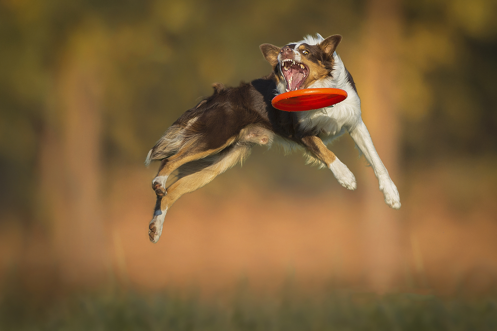 My dog can jump. Бордер-колли. Бордер колли дог фризби. Летающий бордер колли. Собака в прыжке.