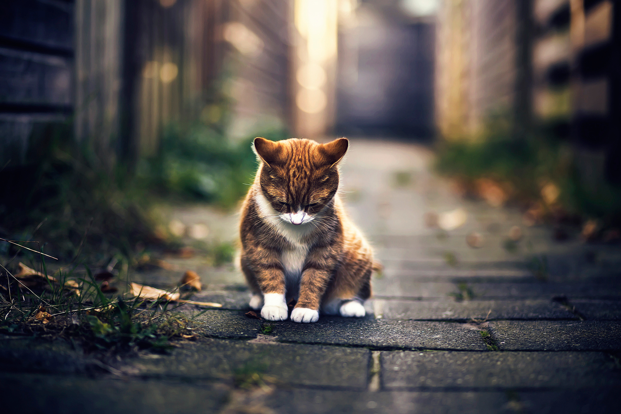 Кот грустит. Одинокий кот. Грустная кошка. Печальный котенок. Одинокий котенок.