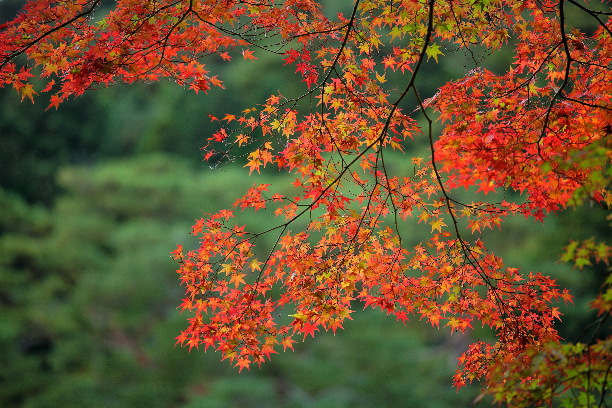 Вдруг среди листвы видишь пестрый. Красивая осень. Осенняя листва. Осень клен. Природа осень.