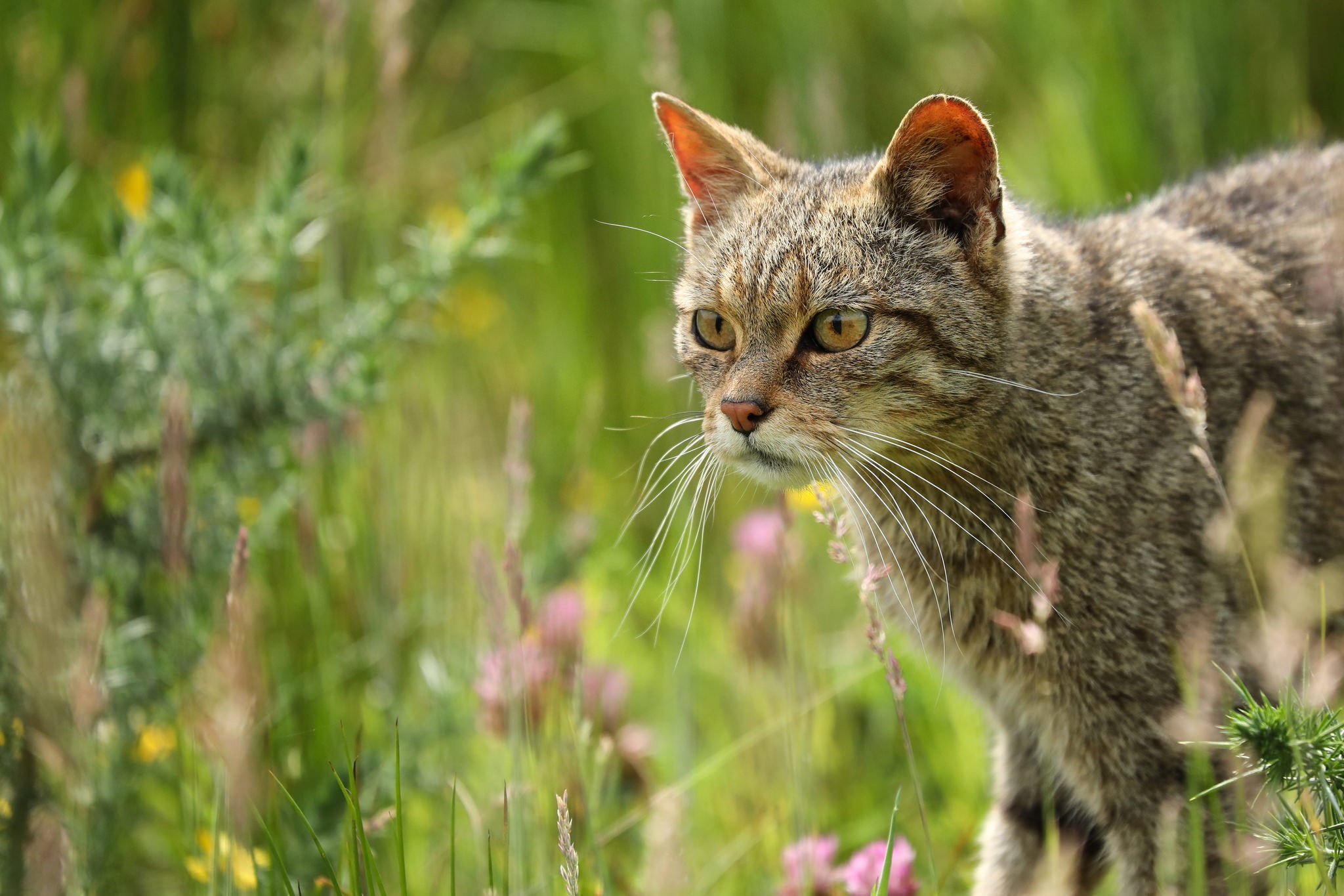 Лесная дикая кошка в экосистеме. Дикий Лесной кот. Дикая Лесная кошка. Европейская Лесная кошка. Шотландская Лесная кошка.