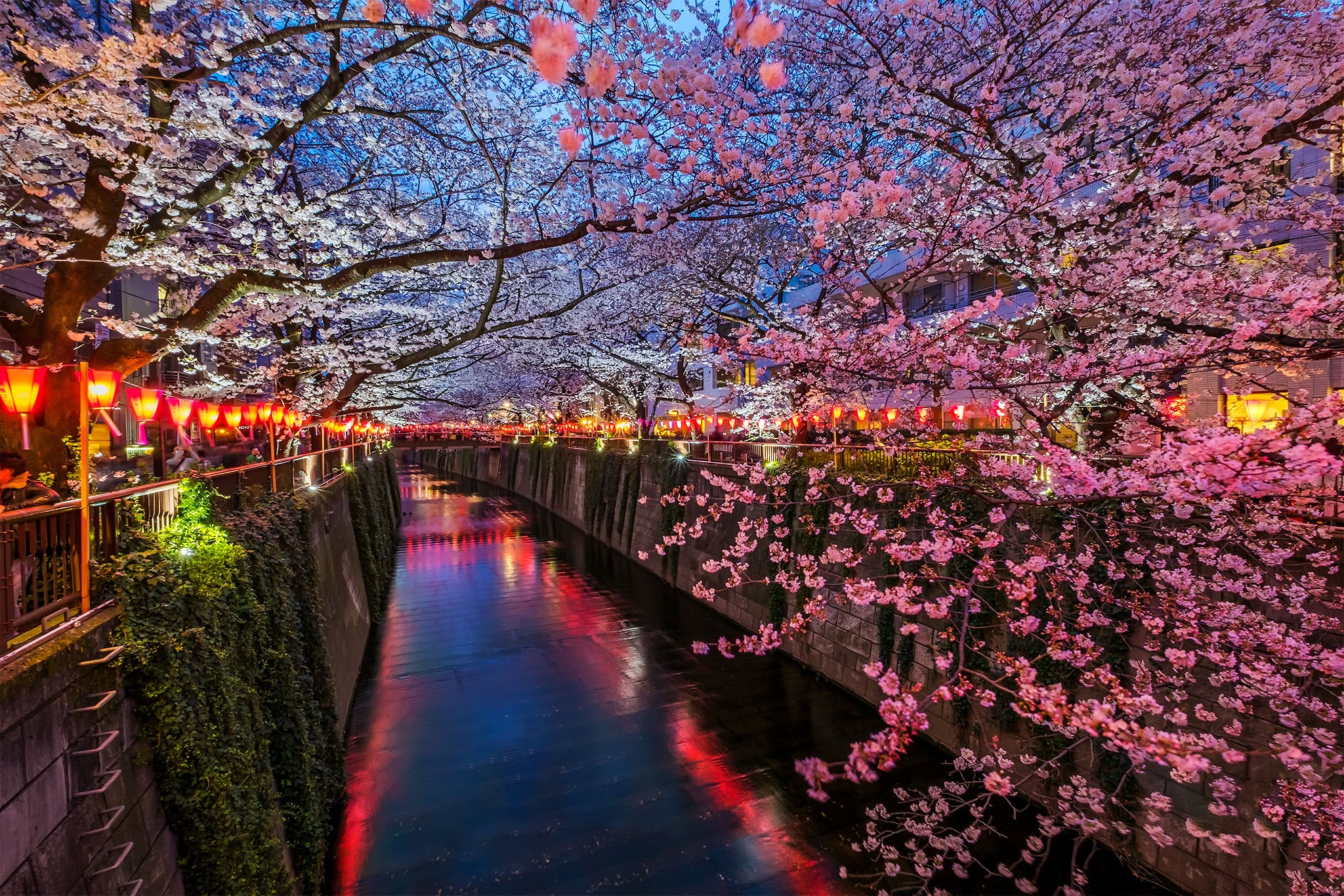 Город зацветет. Река Мегуро Токио. Река Мегуро в Японии. Цветение Сакуры в Токио. Сакуры Токио река парк.