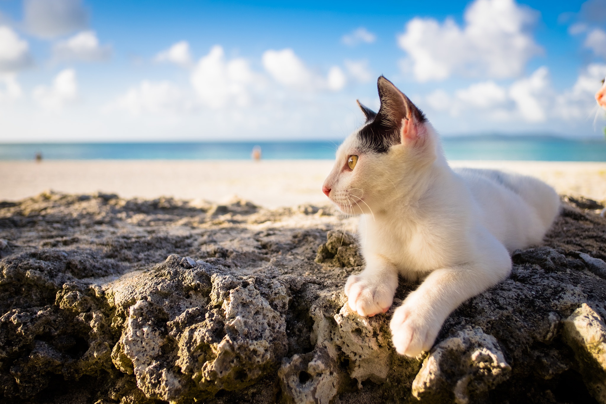 Включи кот море. Кот на море. Кошка на берегу моря. Кот на пляже. Морской котенок.