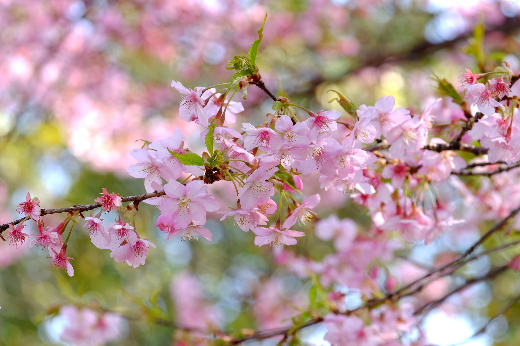 Цветущая ветка картинки. Сакура дерево листья. Листья вишни Сакура. Цветущая ветка Сакуры. Сакура цветение листья.