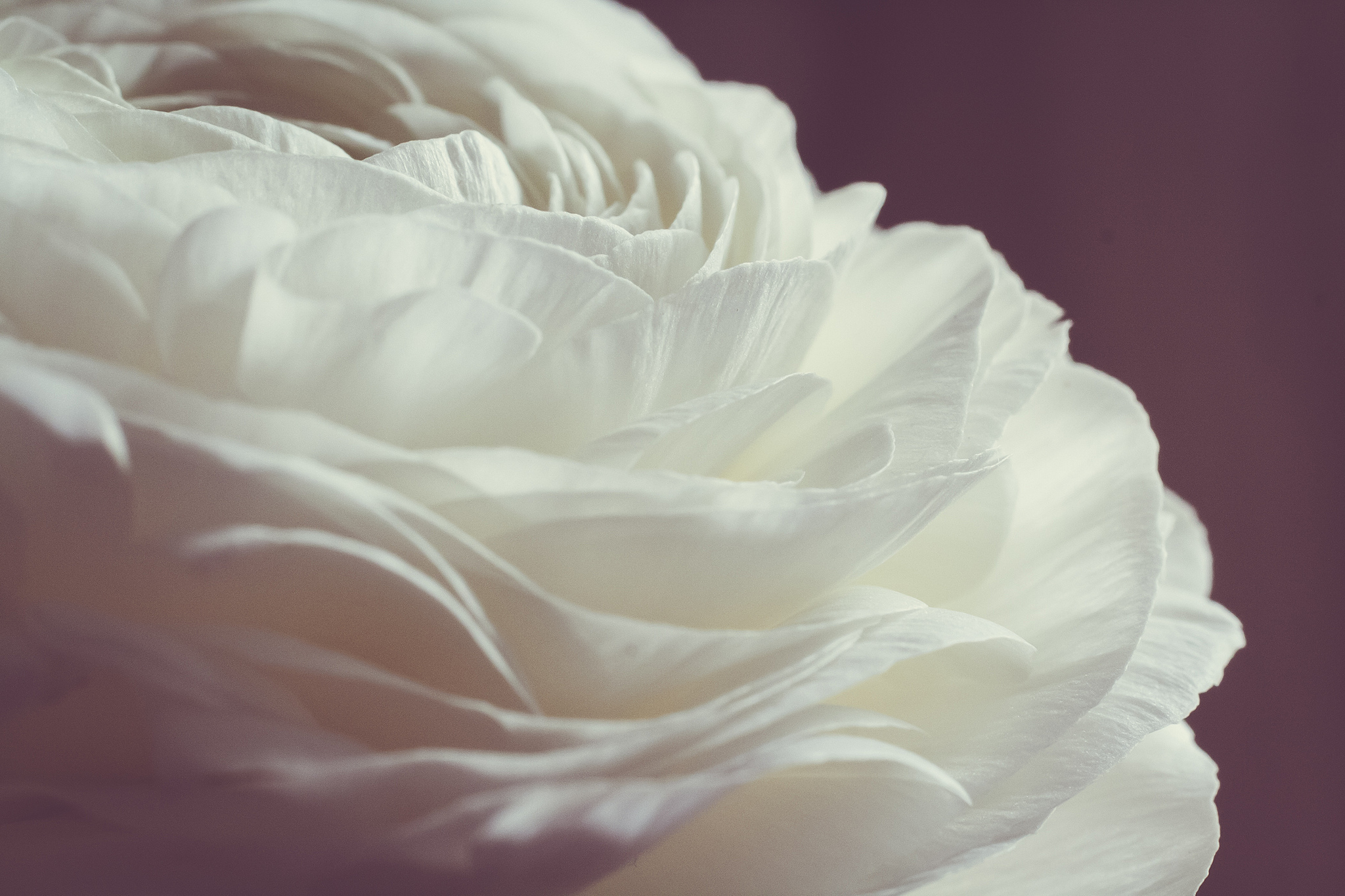 Лепестками белых роз. Белые лепестки. Лепестки белых роз. Лепестки роз на белом фоне. Фон из лепестков белых.