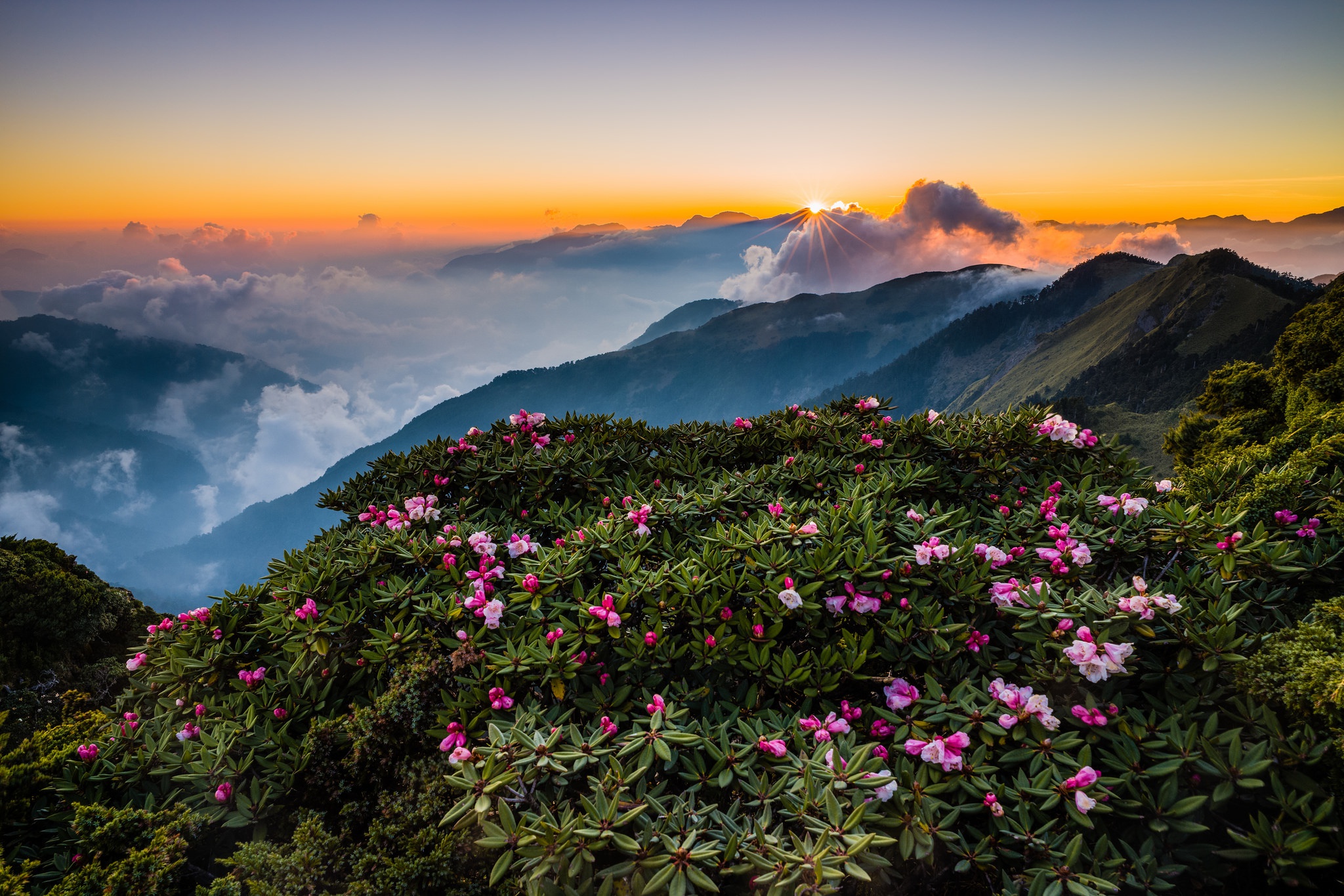 Холмы цветы. Альпийские Луга Гималаи Непал. Рододендрон Непал. Сикким рододендрон.