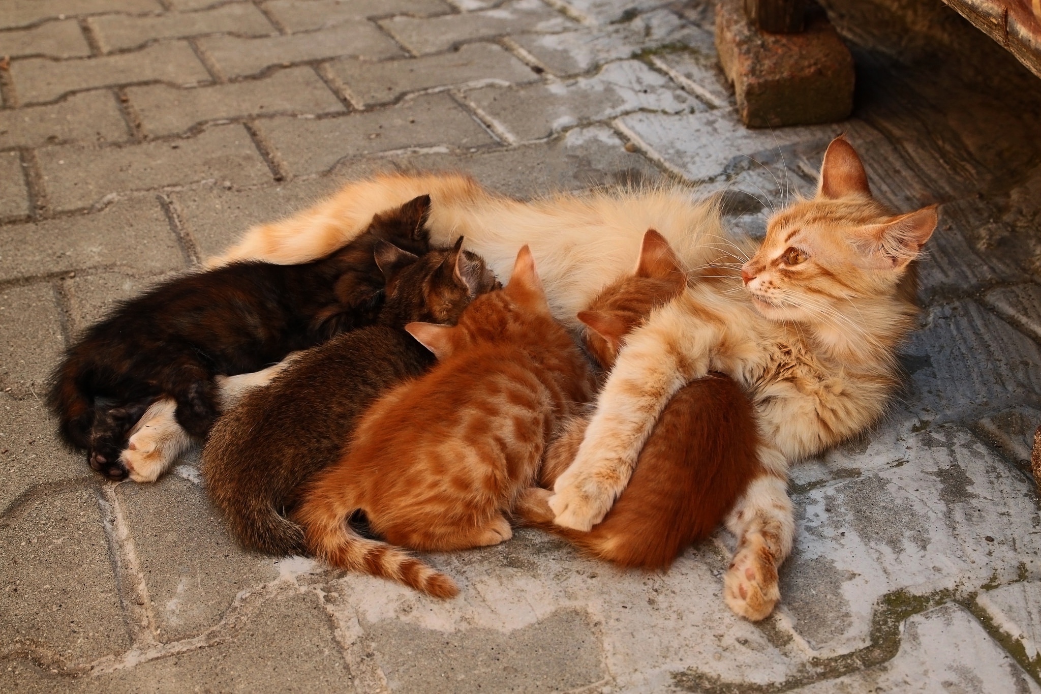 Мама принесла котенка. Кошка с котятами. Рыжая кошка с котятами. Мама кошка. Мама кошка и котенок.