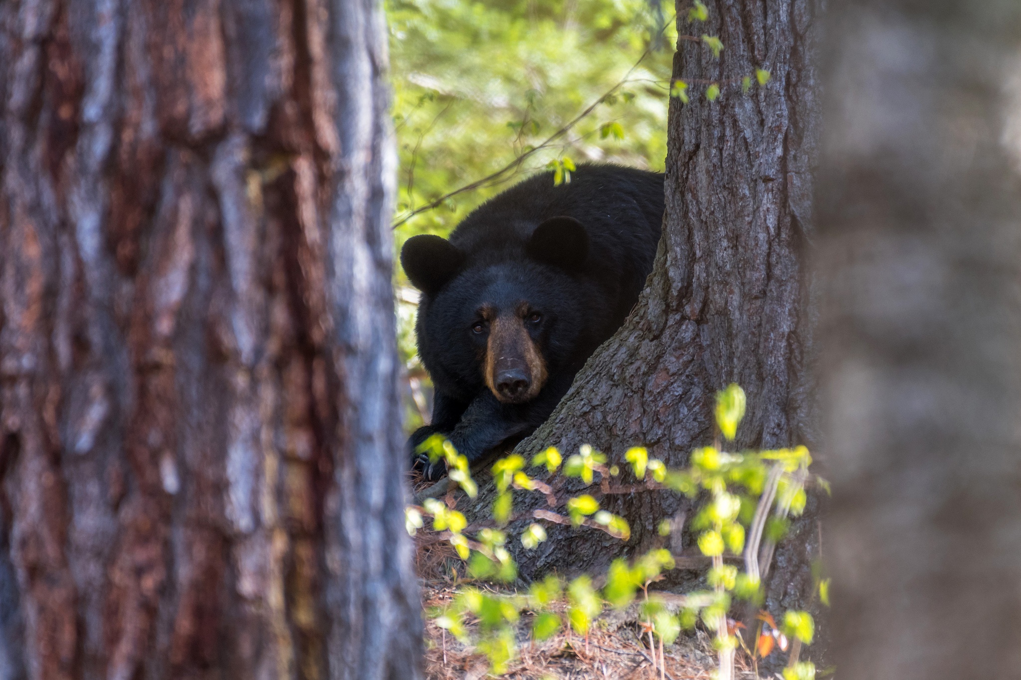 Медведь барибал умеет лазить по деревьям. Медведь выглядывает. Медведь на дереве. Медвежонок выглядывает. Барибал на дереве.