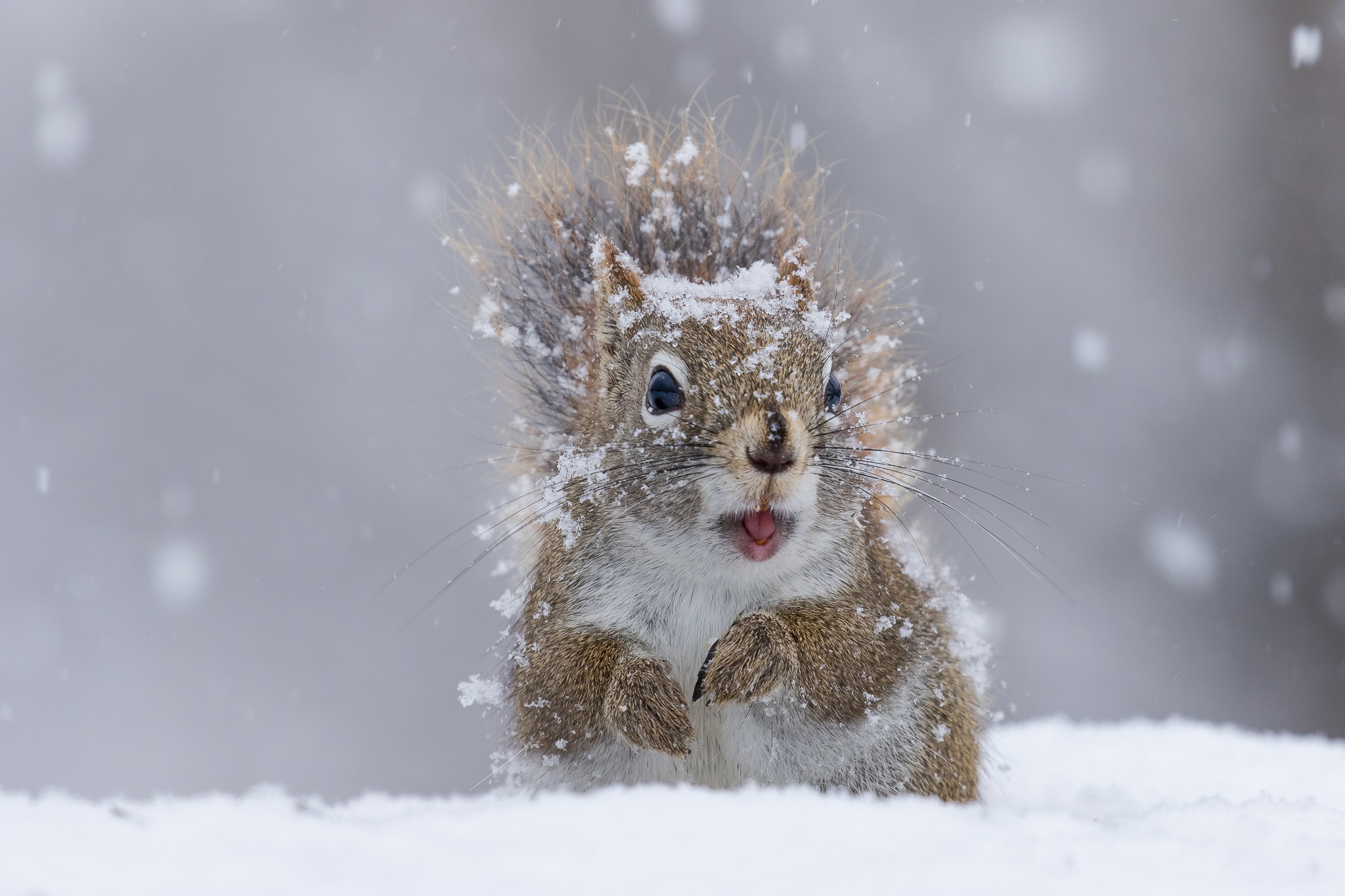 Хороша зима. Зима животные. Животные в снегу. Снежное утро. Пушистый снег.