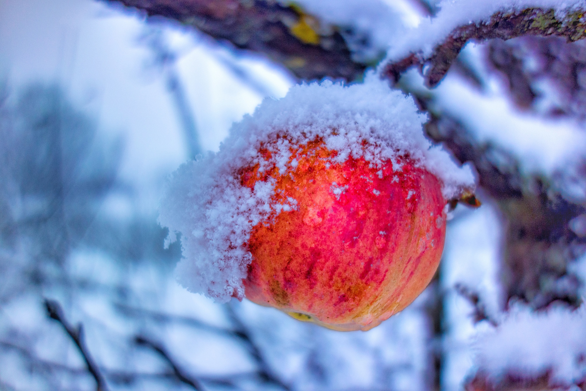Красная снежка. Зимние яблоки. Яблоки под снегом. Яблоки на снегу. Яблоки в инее.