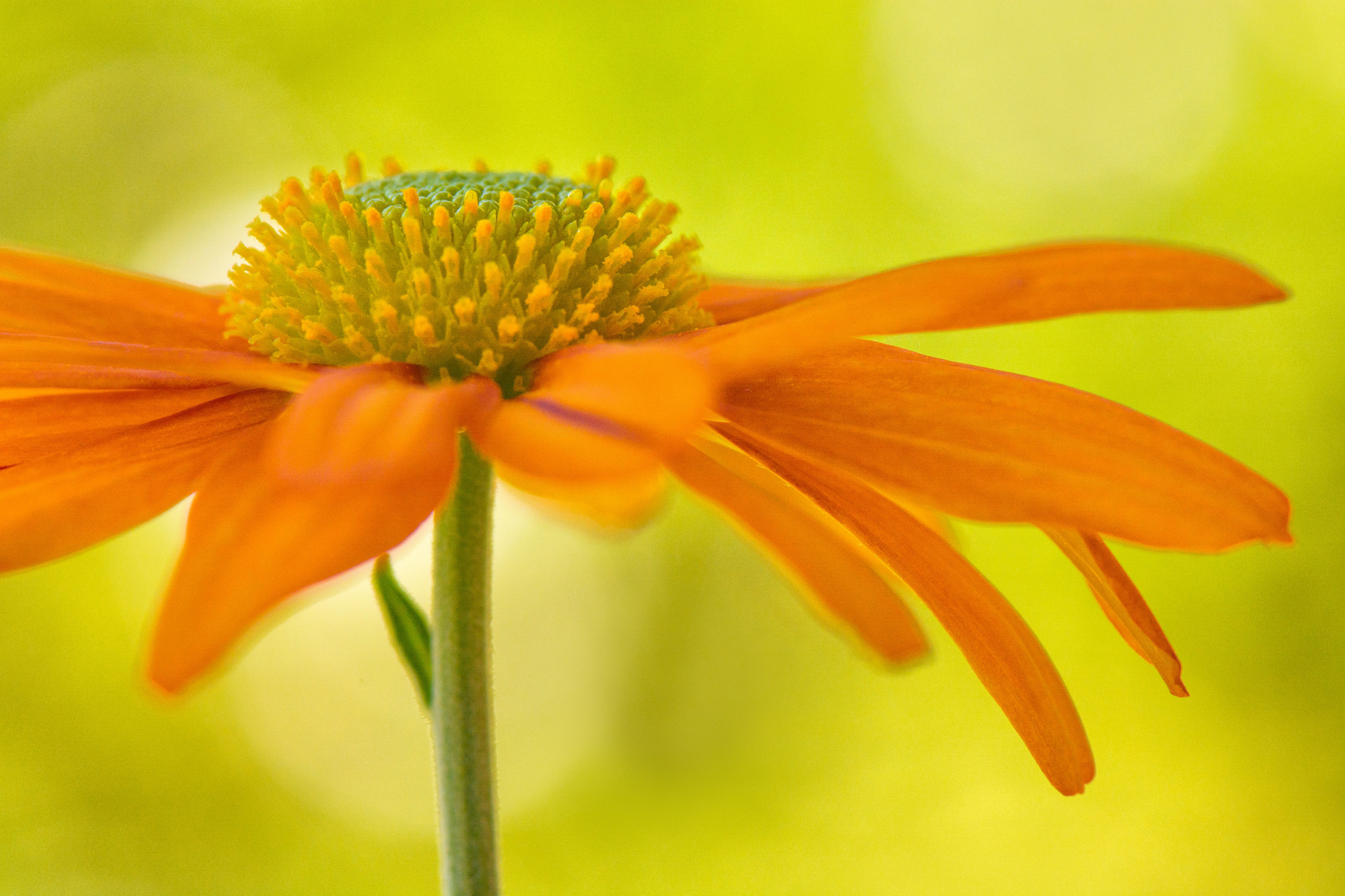 Orange flowers. Оранжевые цветы. Красивые оранжевые цветы. Цветы на оранжевом фоне. Красивый оранжевый цвет.