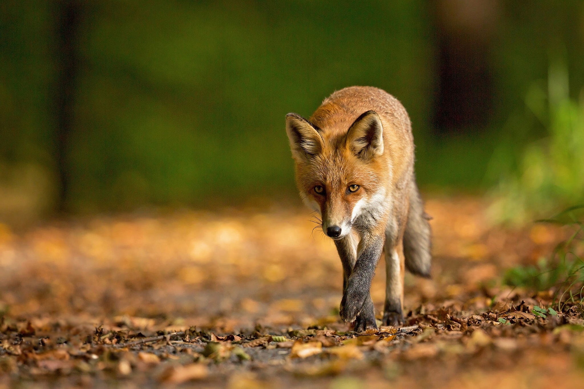 Fox in forest. Лиса оглядывается. Лисенок идет. Лис идёт. Лисы во Франции.