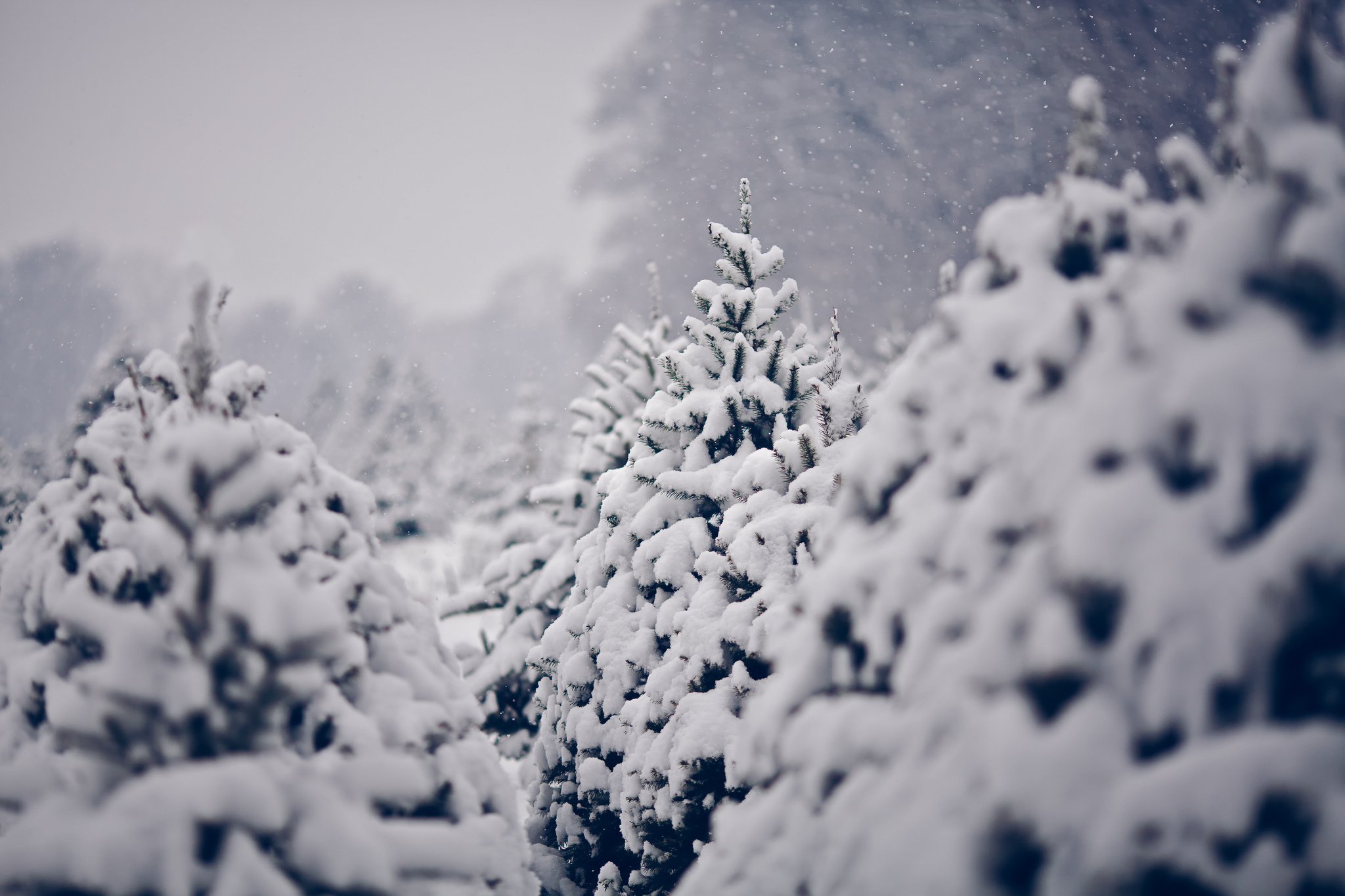 Красивая картинка со снегом. Зима снег. Хлопья снега. Заснеженные деревья. Снегопад.