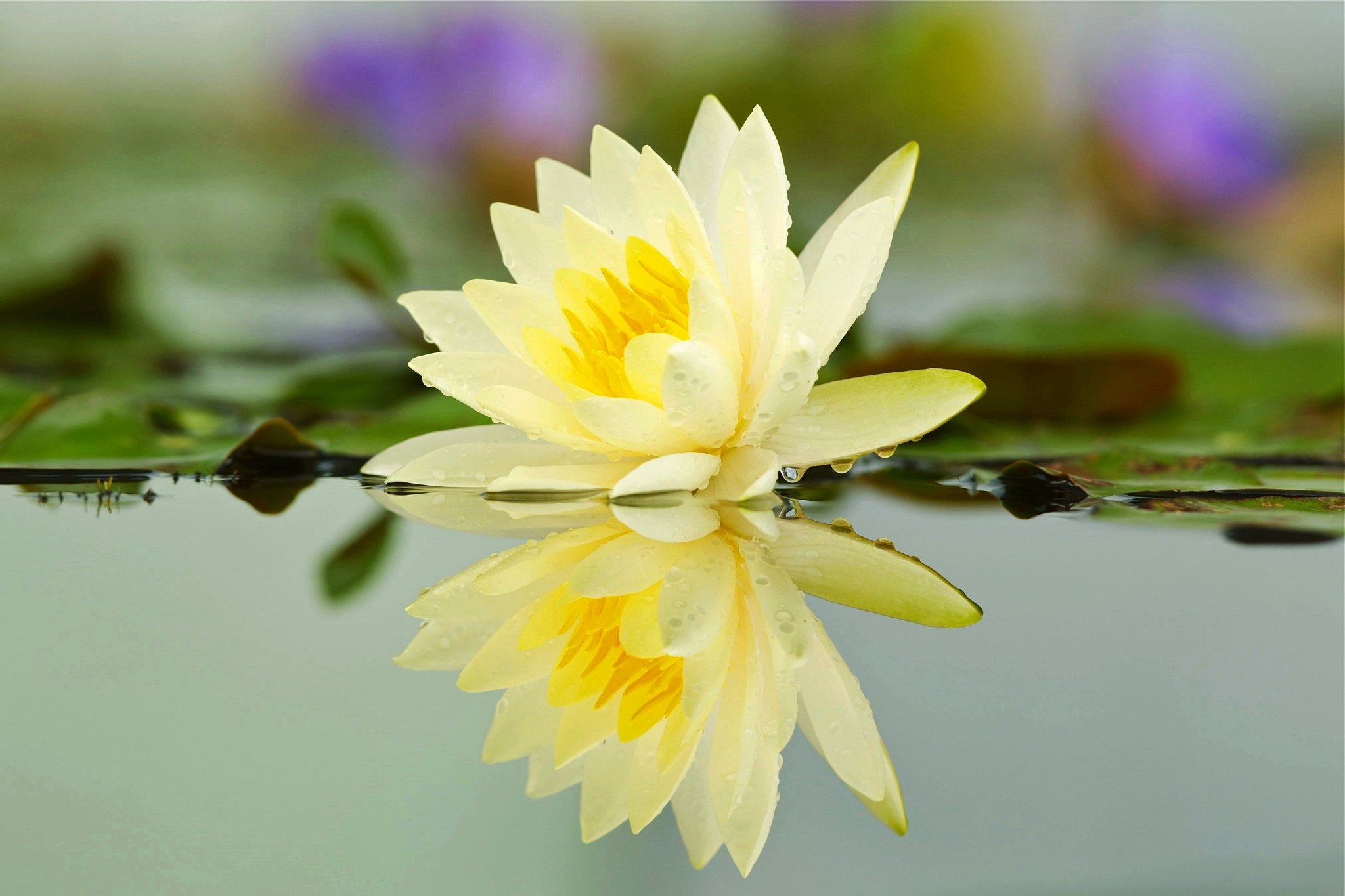 Вода цветы красиво. Лотос кувшинка водяная Лилия. Кувшинка Лилия Лотос. Лотос кувшинки водяная Лилия жёлтый. Кувшинки Лотос цветы лотоса.
