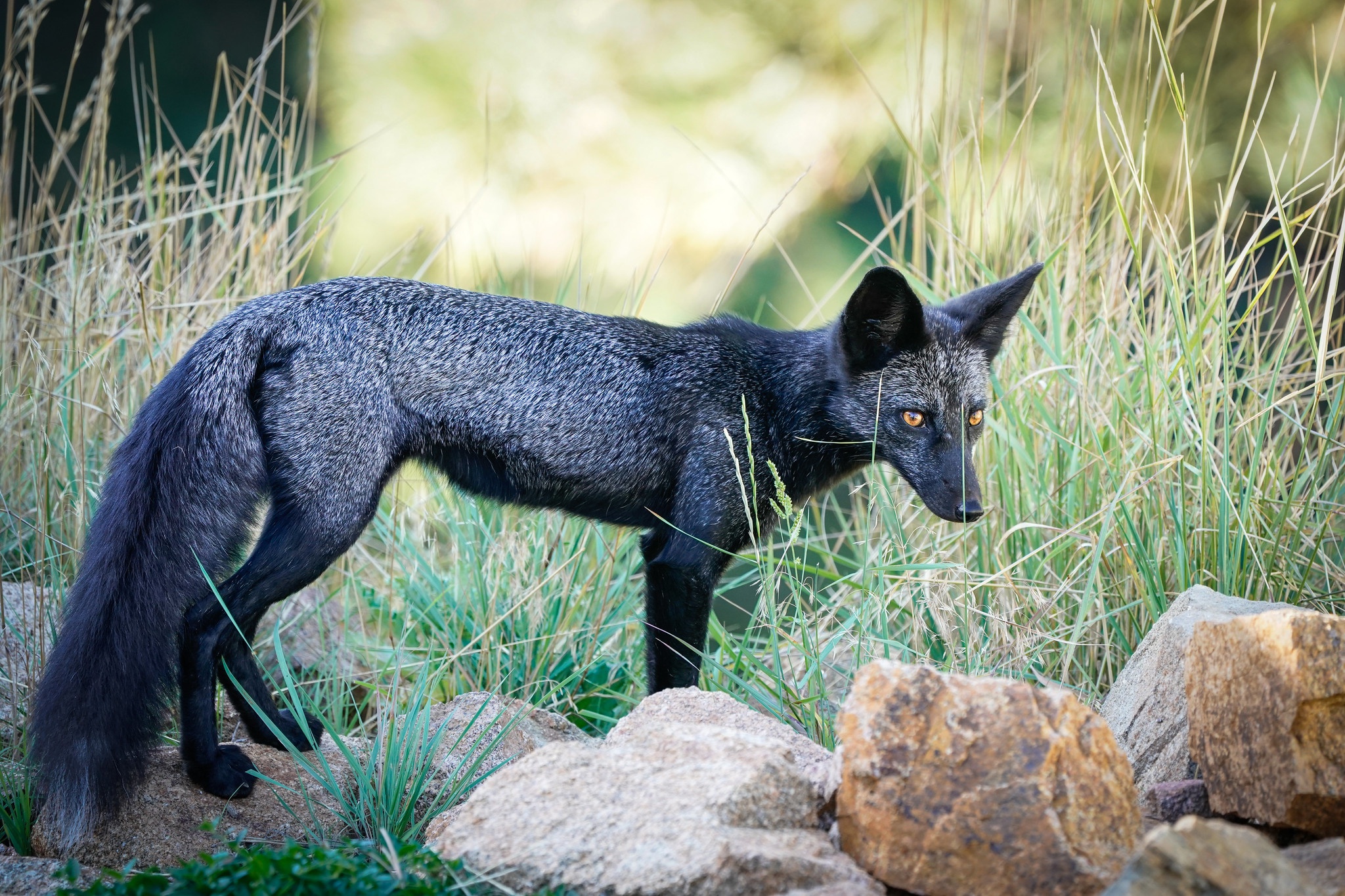 Silver fox. Чернобурка кв.