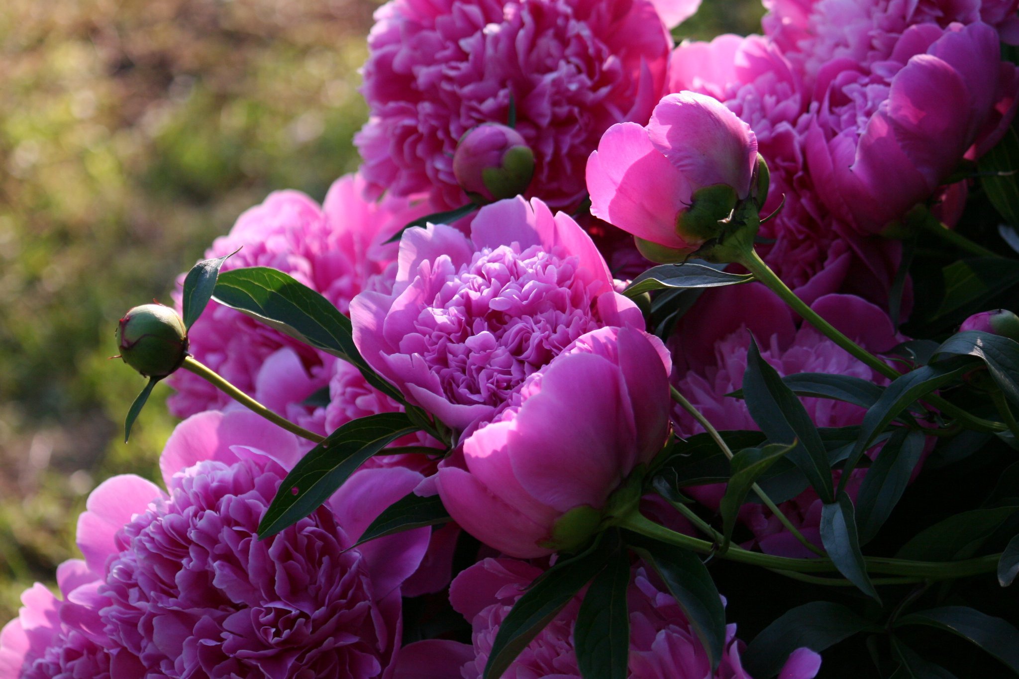 Я не очень люблю этот цветок пион. Розоподобные пионы. Пиони Пинк (Peony Pink). Пион Wladyslava.