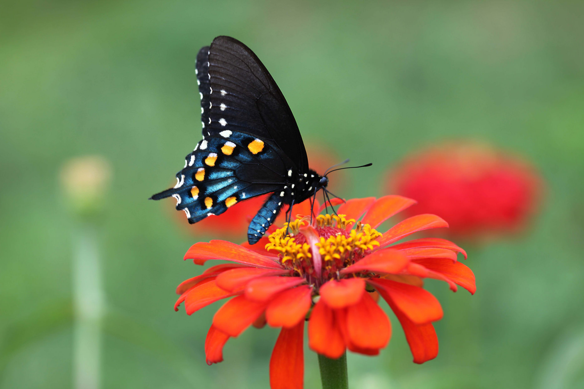 Красивые бабочки на цветах. Бабочка на цветке. Красивые бабочки. Бабочки в цветах. Яркие бабочки.