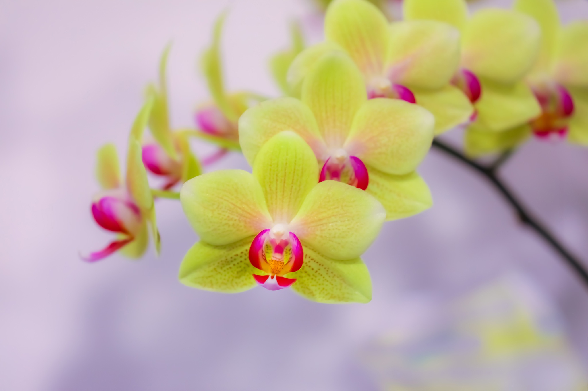 Орхидеи желто розовые. Фаленопсис Мунлайт. Орхидея фаленопсис макро. Орхидея фаленопсис зеленая. Жёлтая Орхидея фаленопсис.