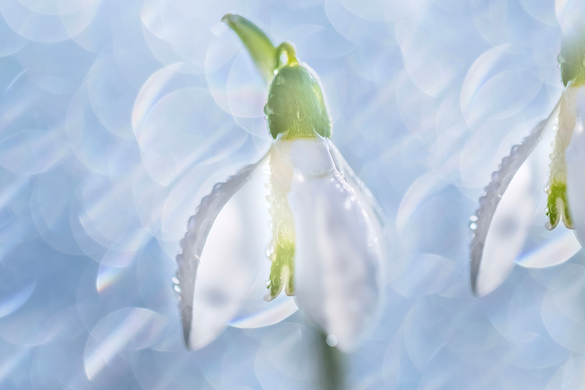 Нежные первоцветы. Подснежник Галантус голубой. «Нежные подснежники» (Лыкова, с.170). Нежные весенние цветы.